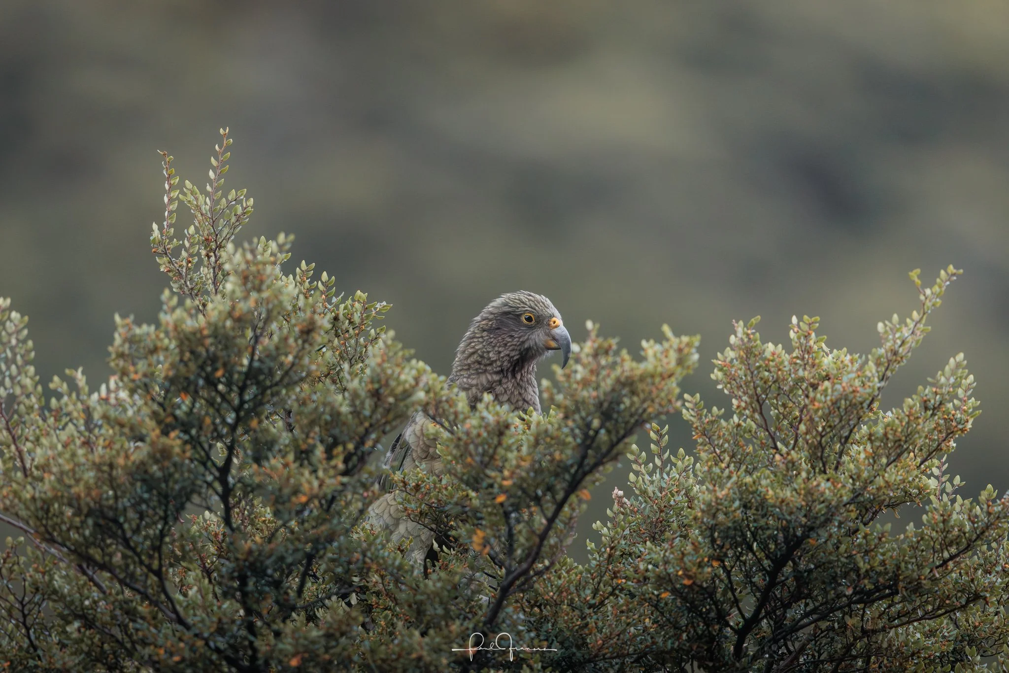 20260314-6959 x 4642-Kea 5.jpg