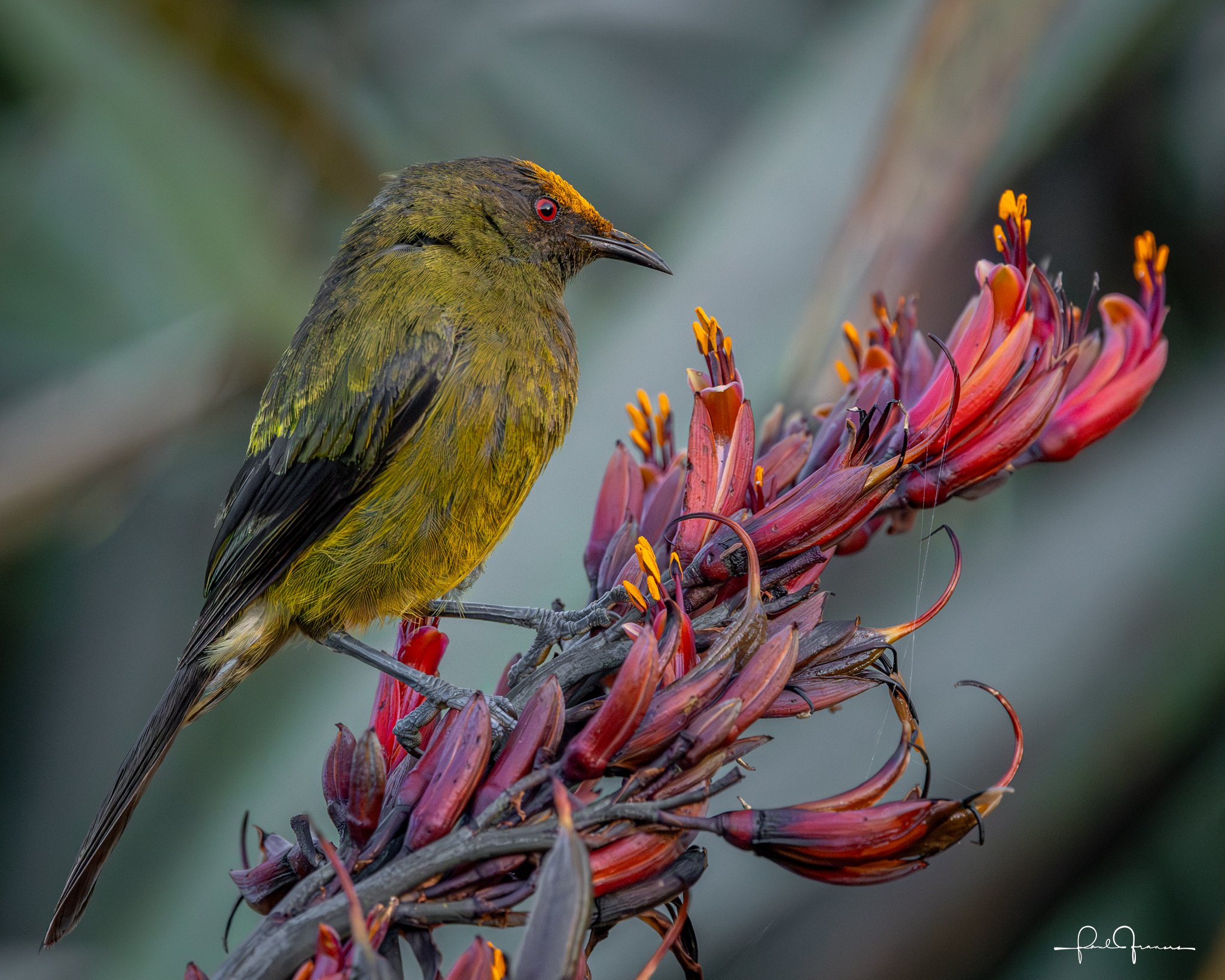 20260112-4242 x 3394-Wet Bellbird.jpg