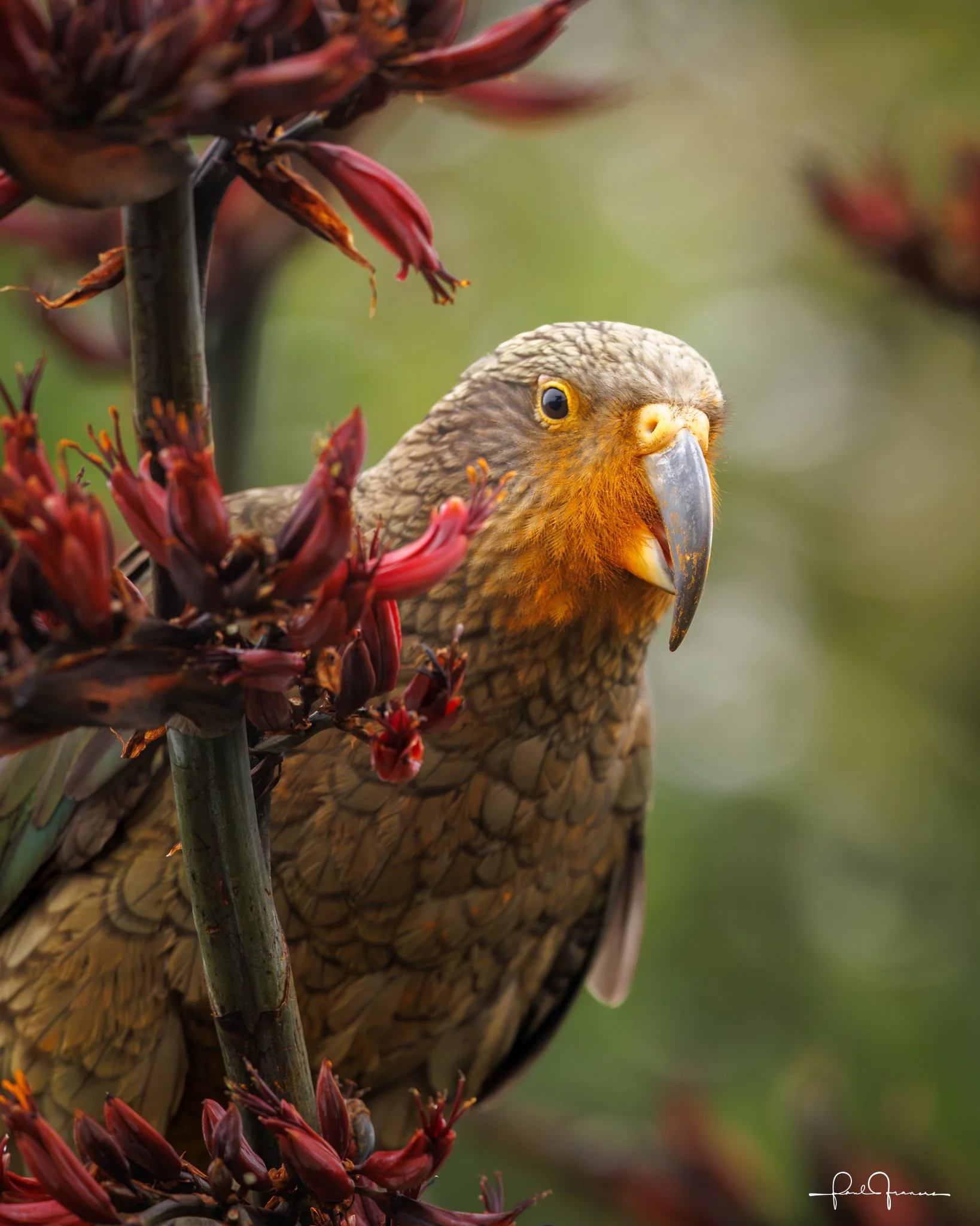 20260109-3401 x 4251-Kea.jpg