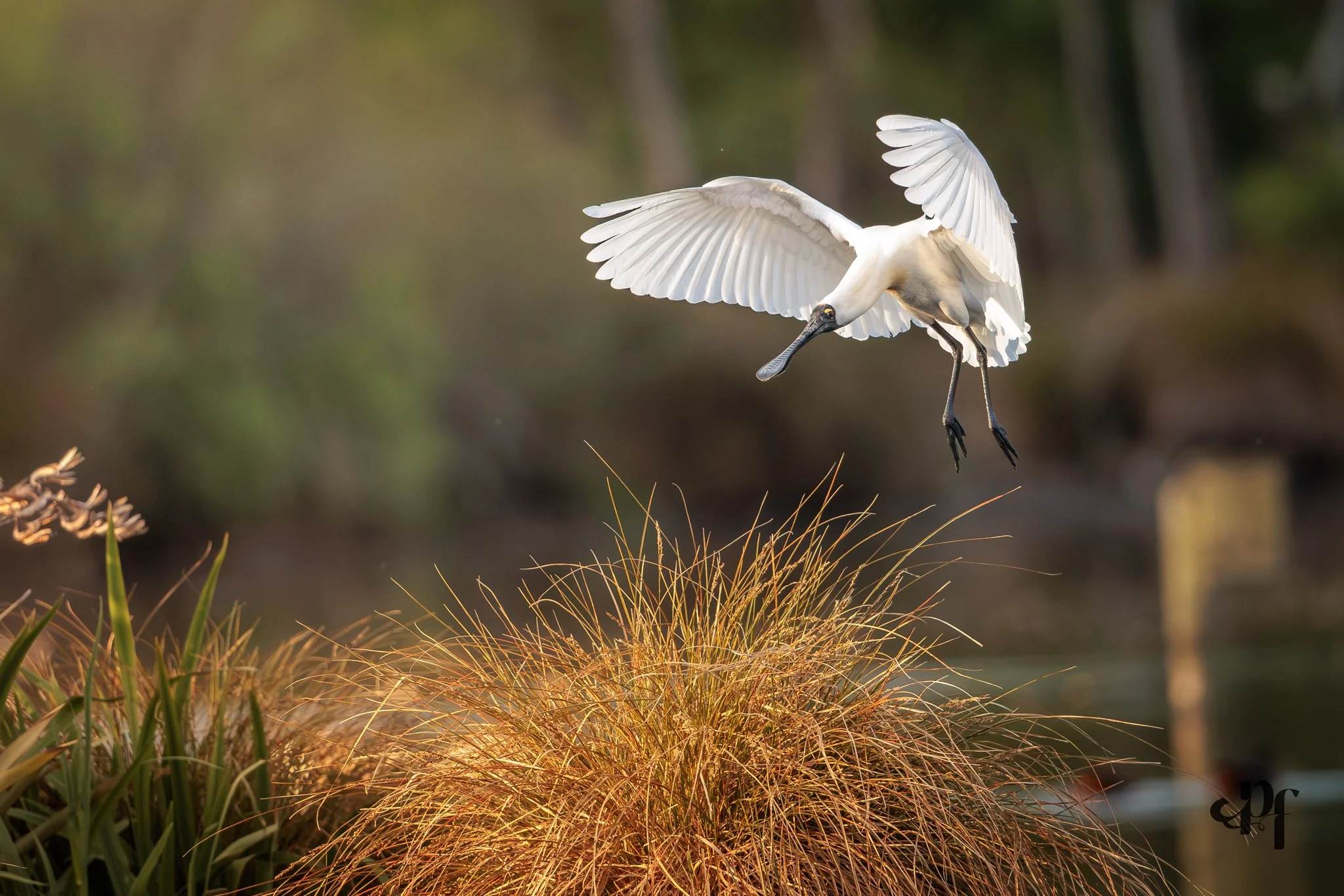 20261022-1929-3561 x 2375-Spoonbill.jpg