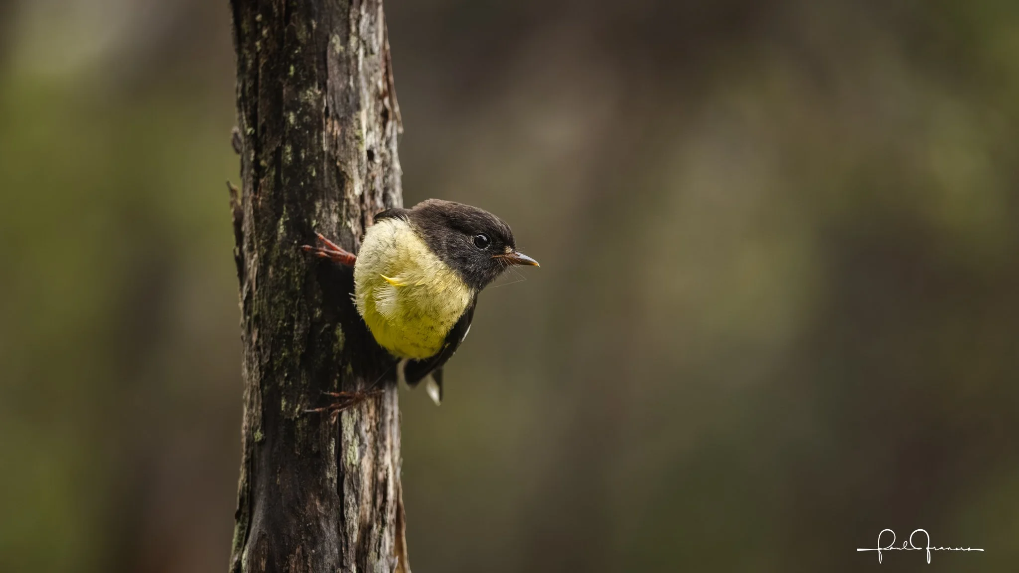 20260110-5948 x 3346-Tomtit.jpg