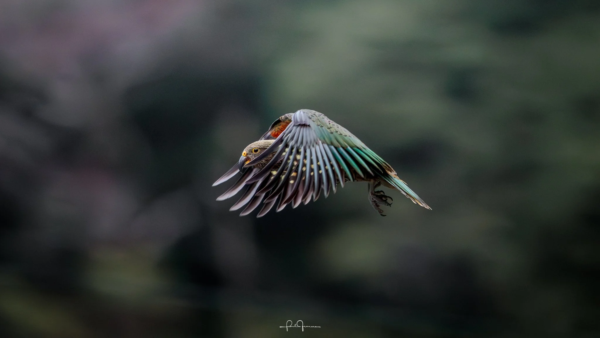 20260308-3931 x 2211-KEA 5.jpg