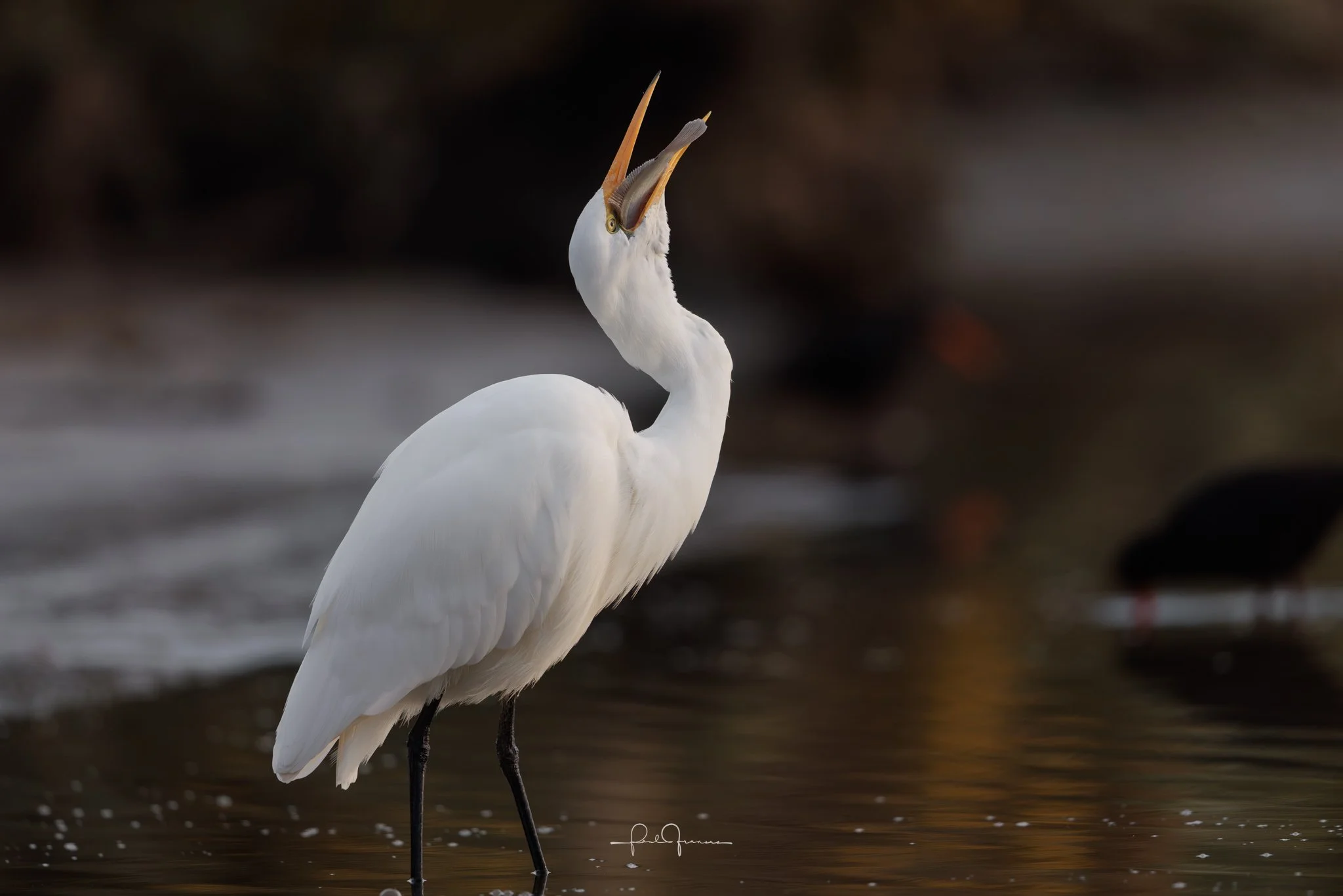 20260524-6405 x 4272-Heronius.jpg