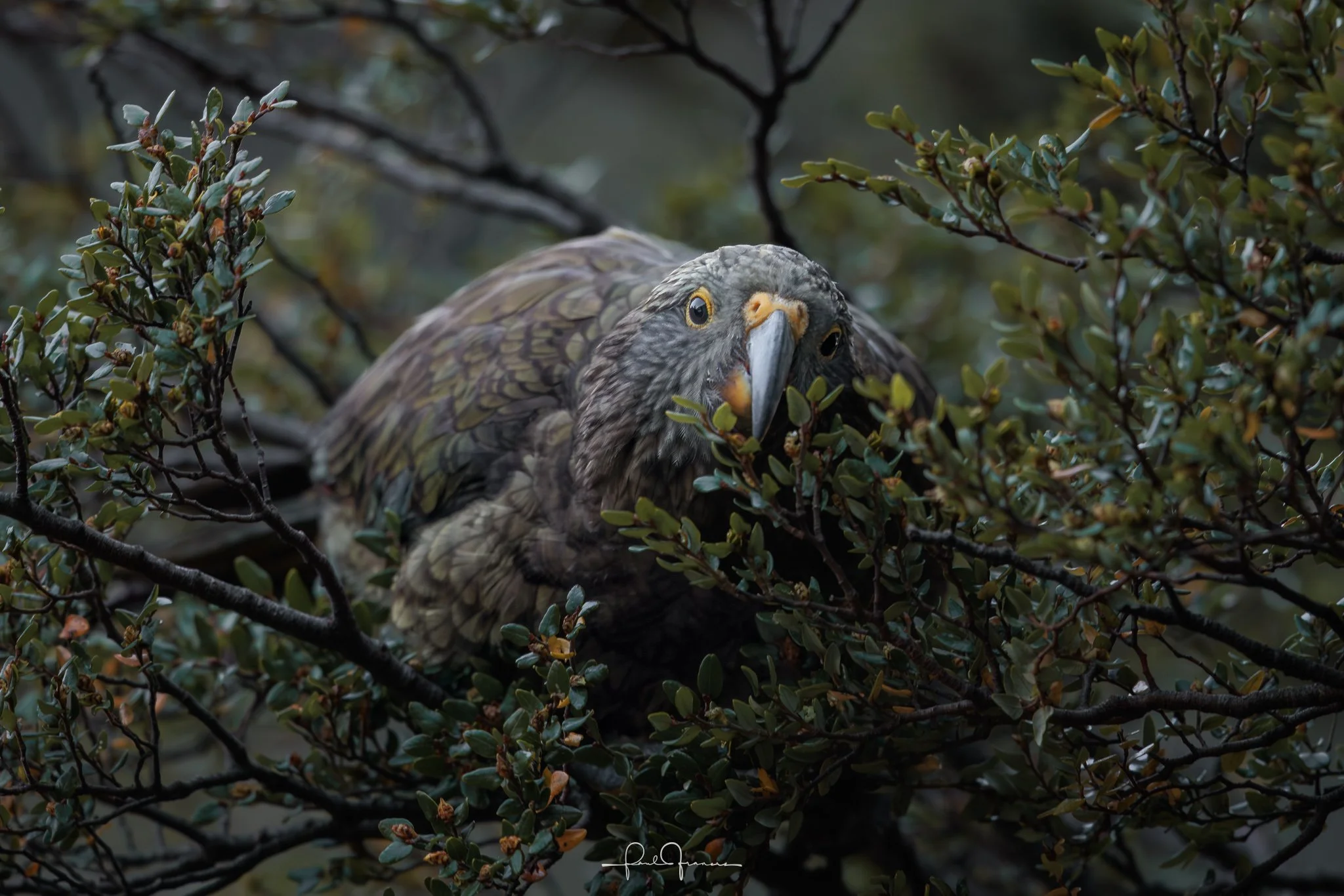 20260314-4740 x 3162-Kea 3.jpg