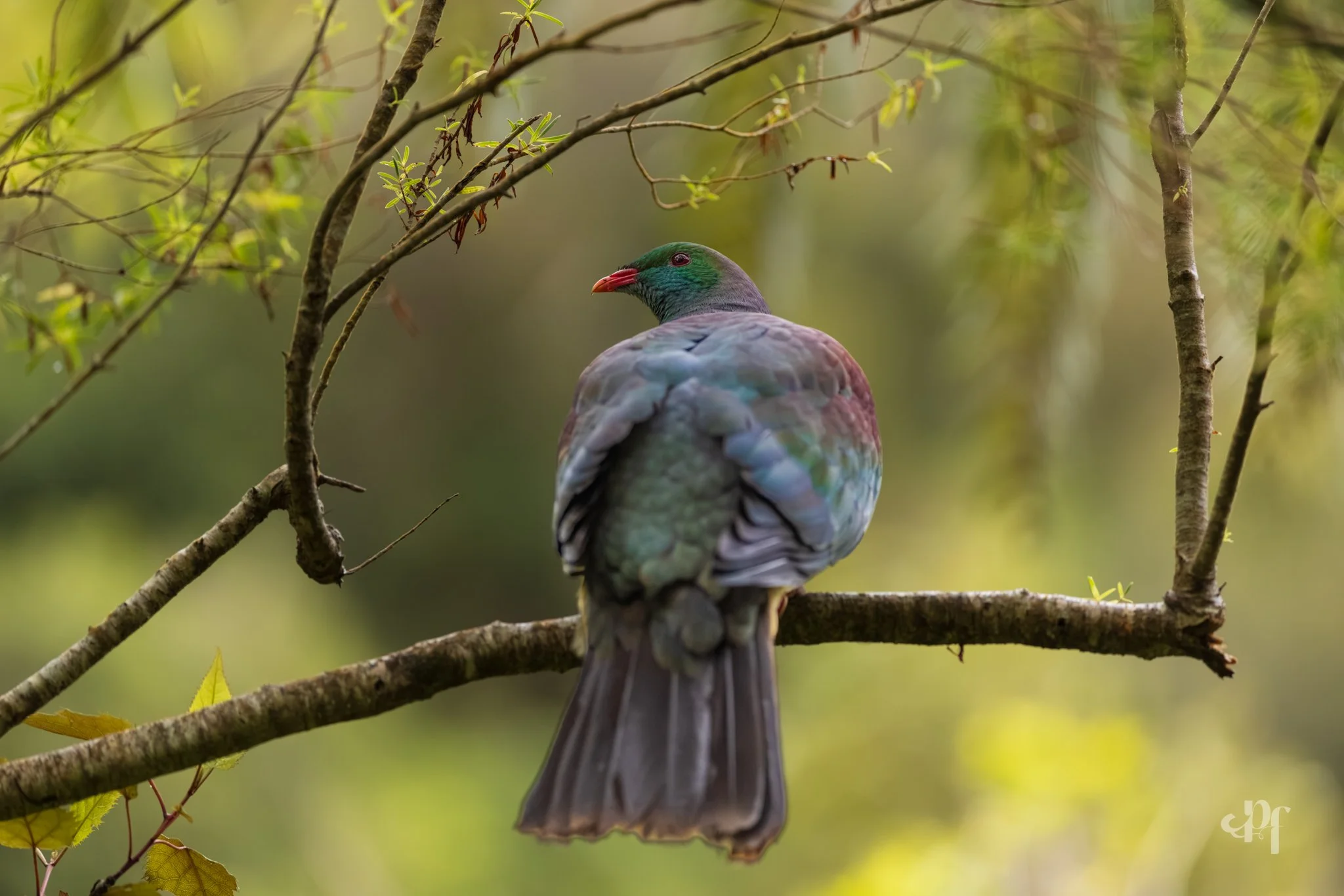 20261011-8192 x 5464-Kereru III.jpg