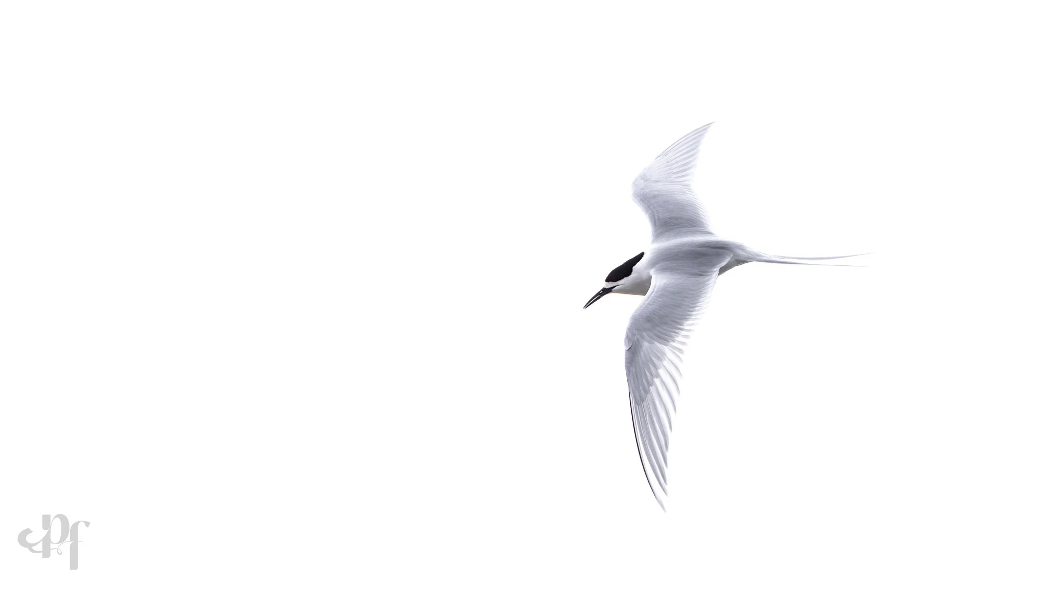 20250905-1746-5793 x 3259-Tern.jpg