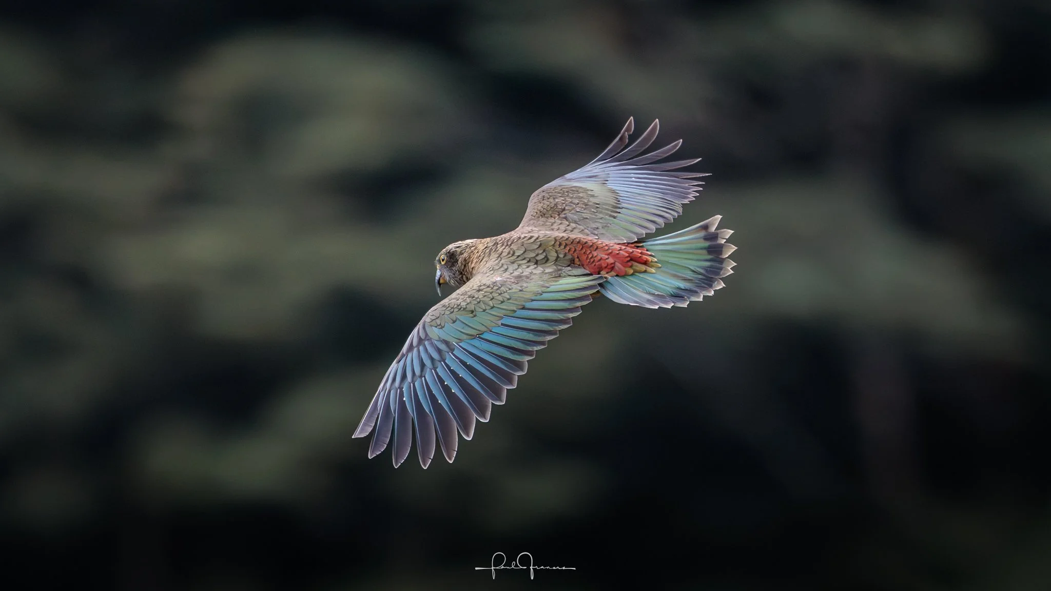 20260314-3740 x 2104-Kea Flight.jpg