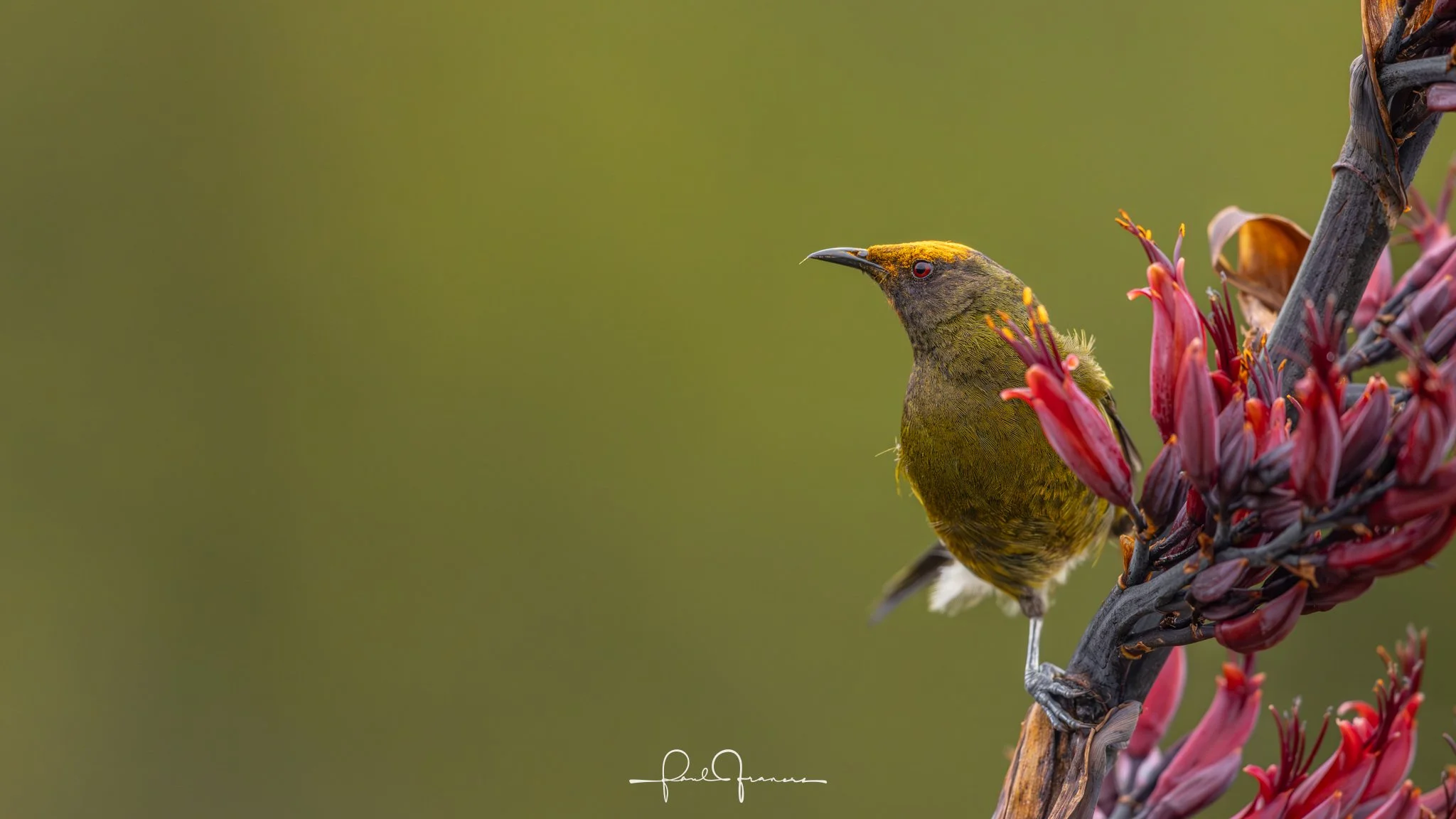 20260109-6446 x 3626-Korimako.jpg