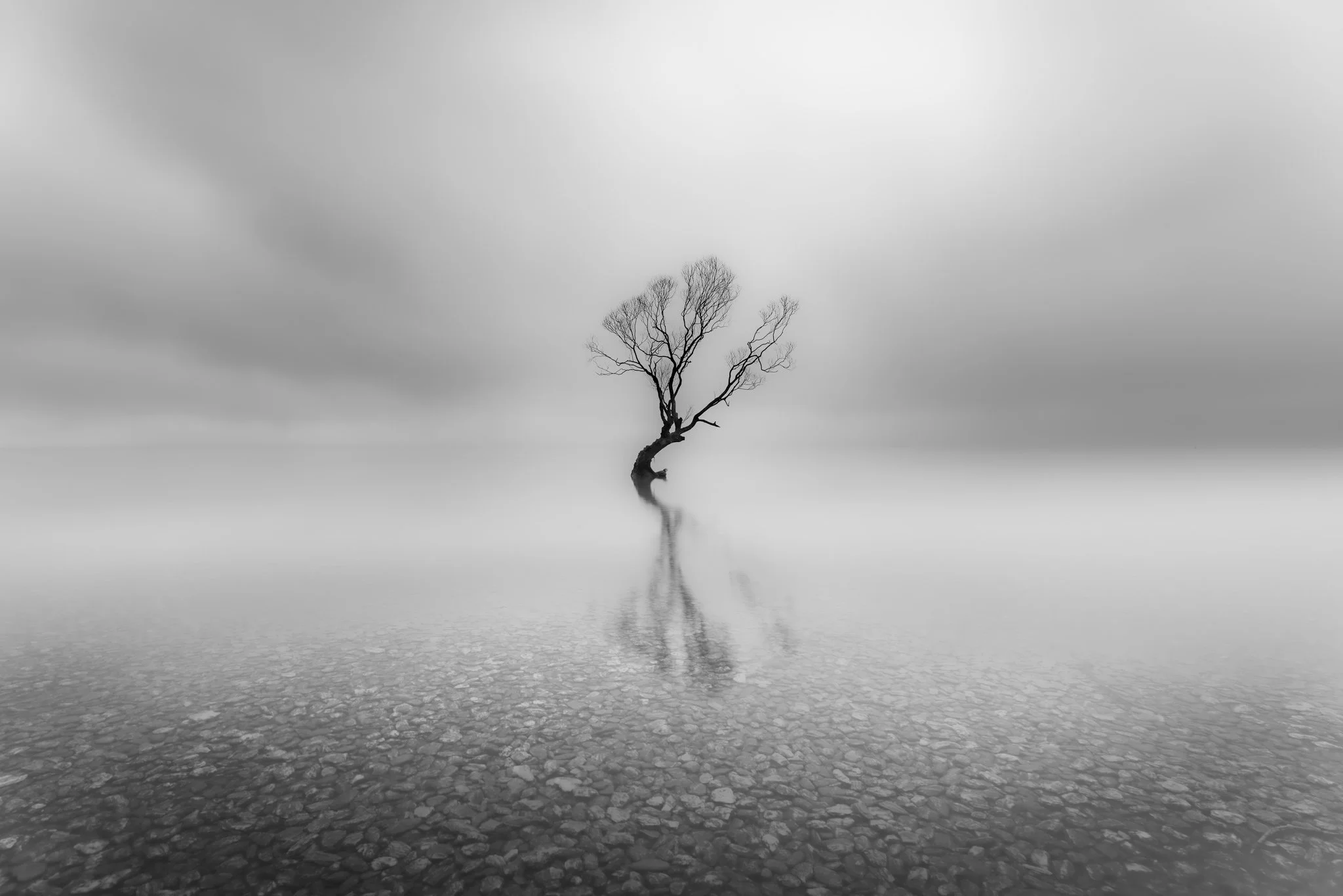 20260523-7978 x 5321-Tree 4.jpg