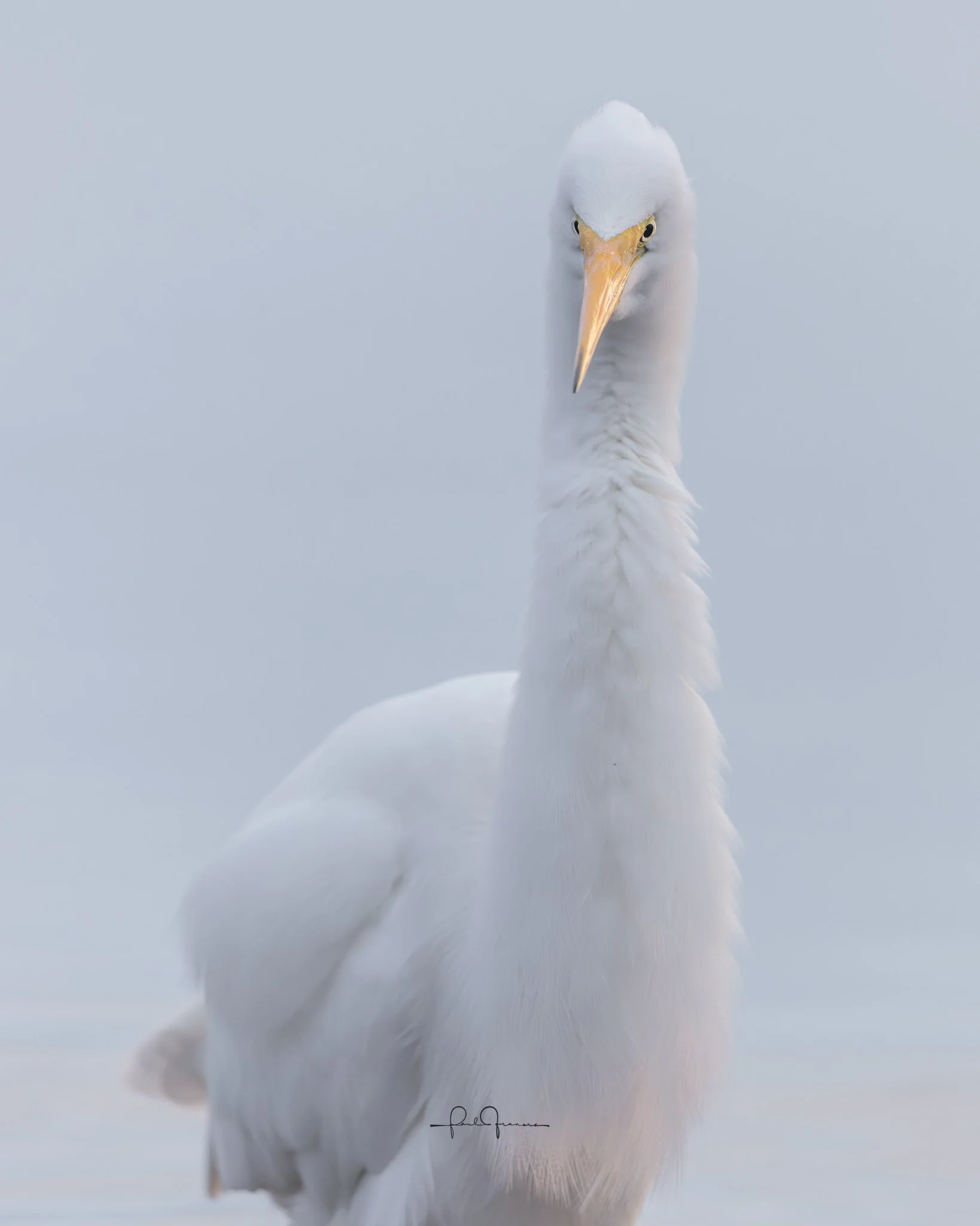 20260524-4371 x 5464-Heronius.jpg