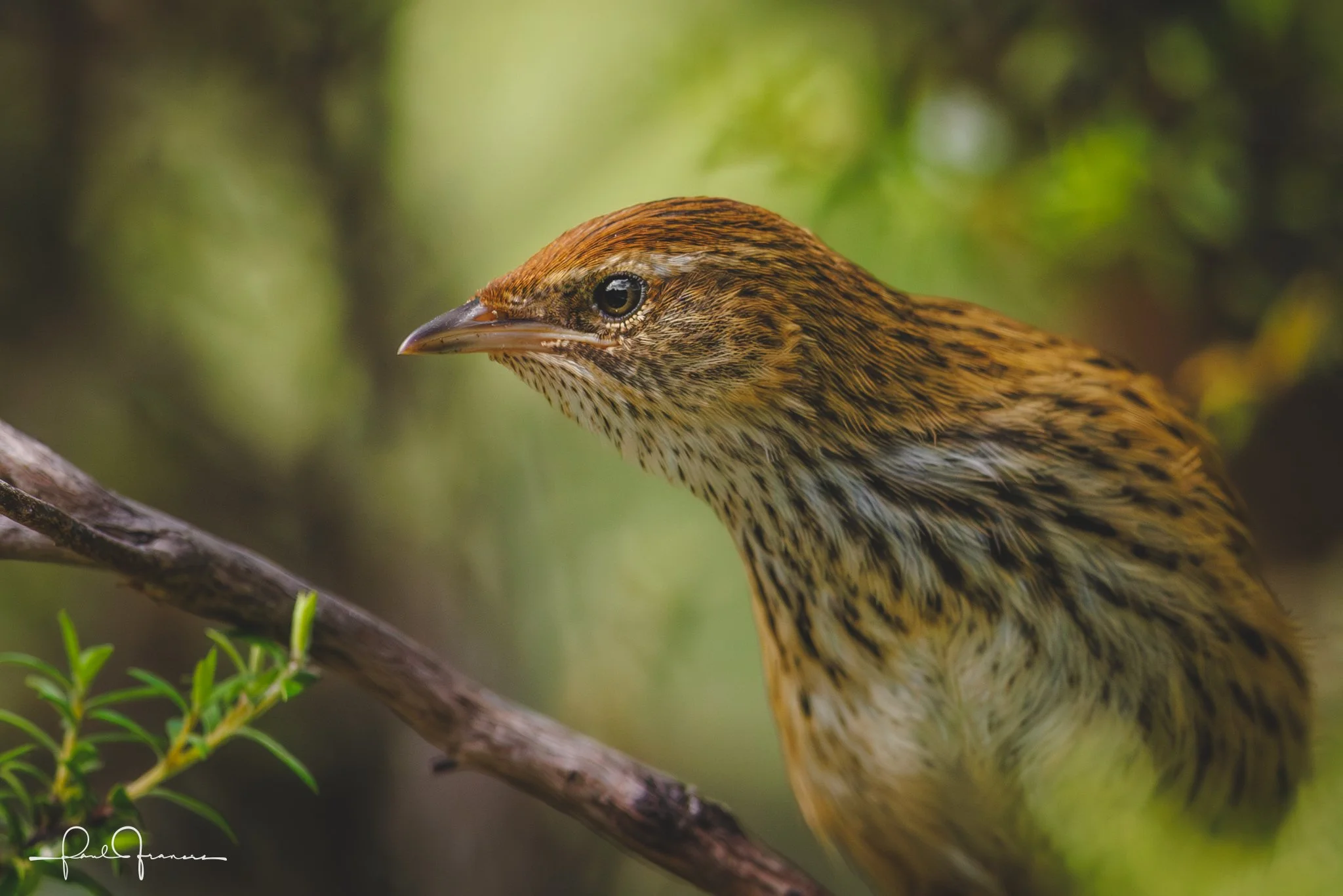 20260109-2713 x 1810-Mātātā.jpg