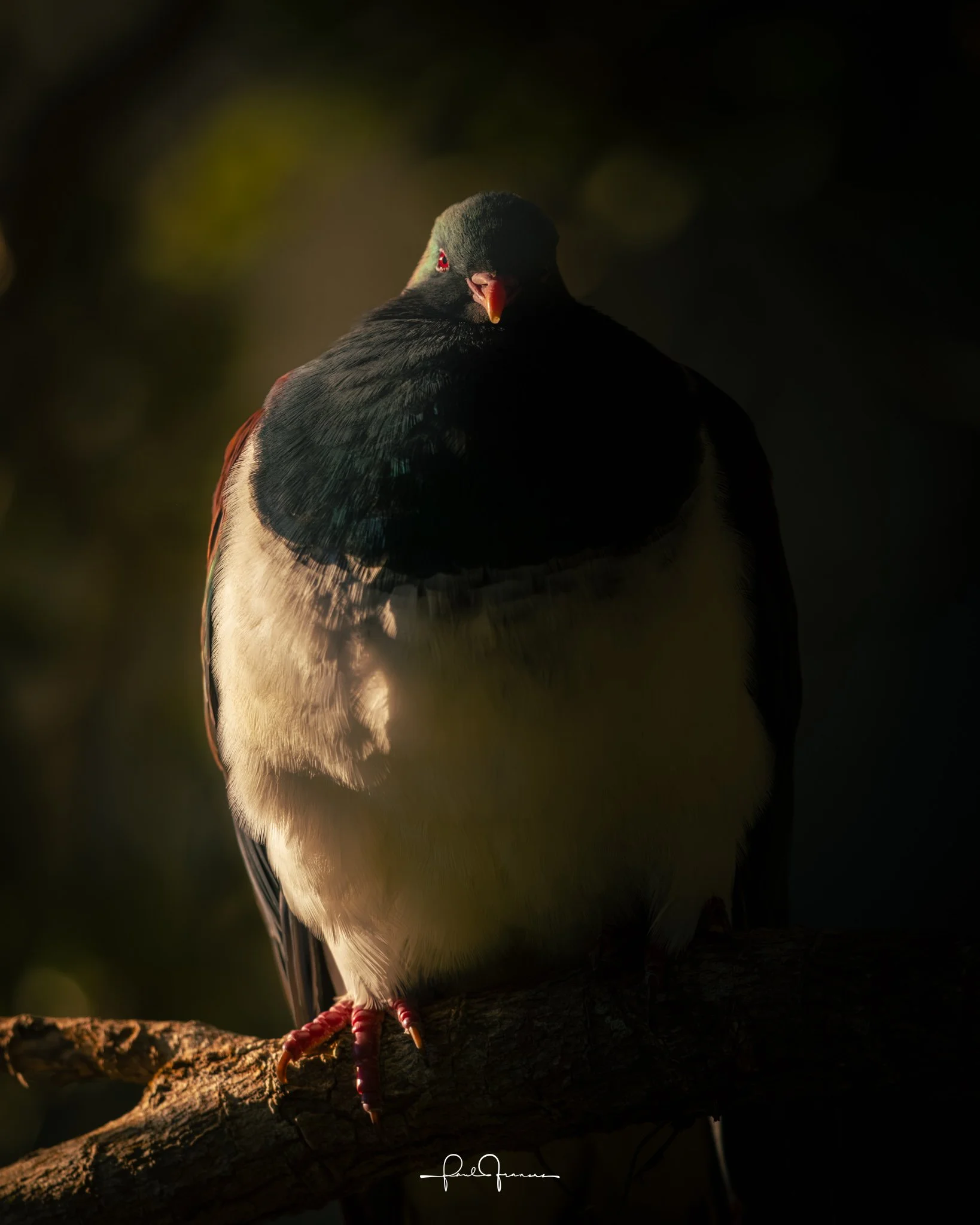 20251111-4201 x 5251-Kereru.jpg