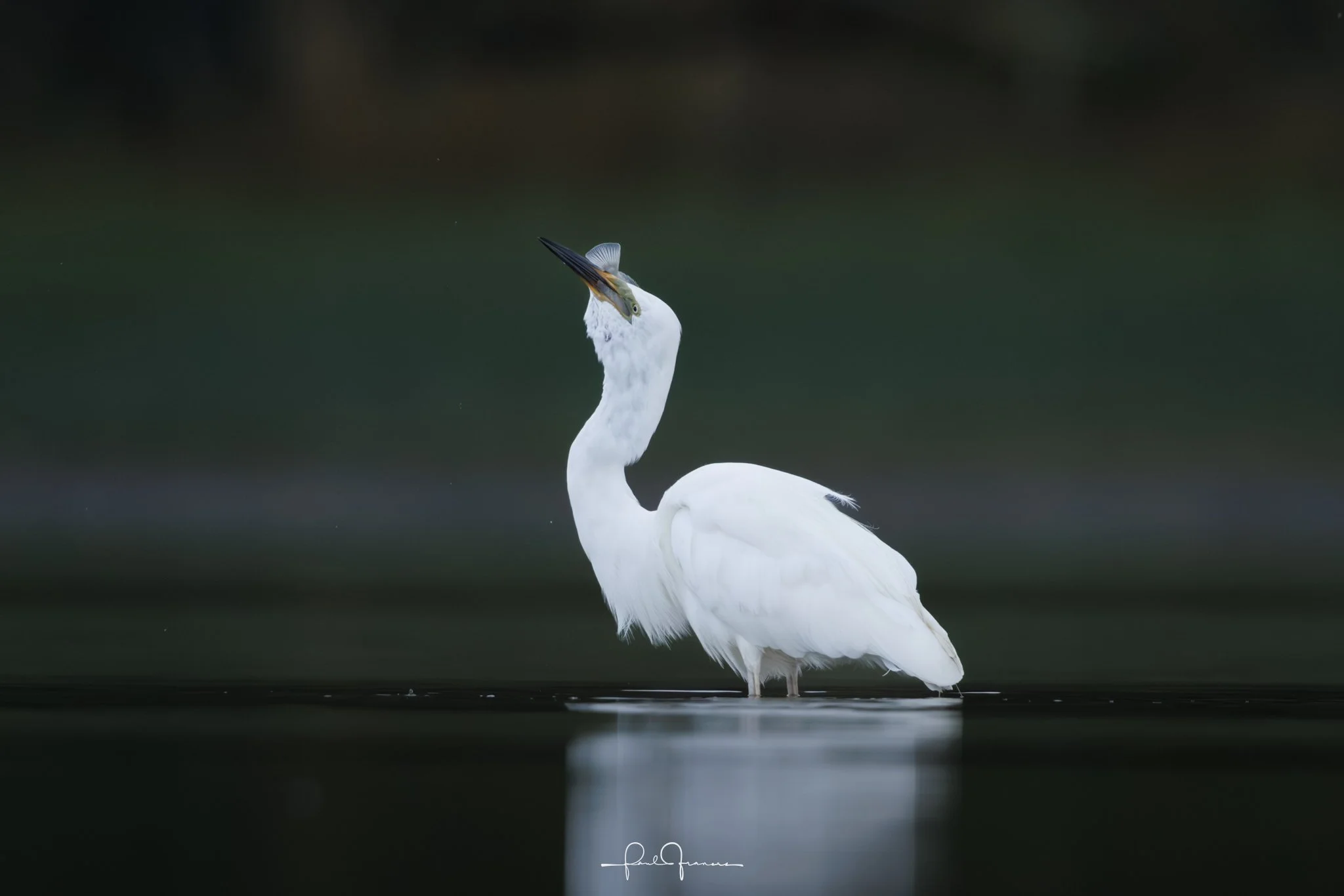 20260110-3122 x 2083-Kotuku3.jpg