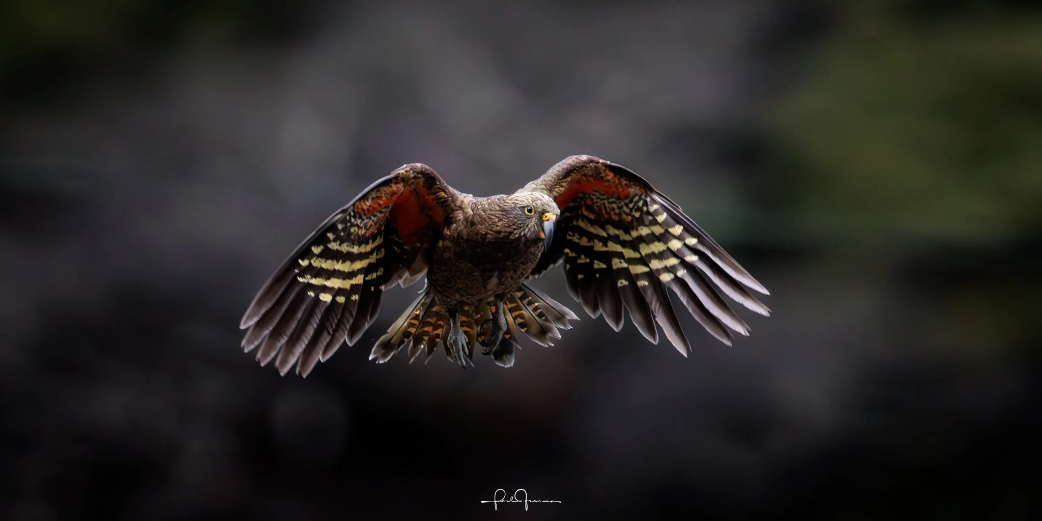 20260308-4117 x 2059-Kea Nice.jpg