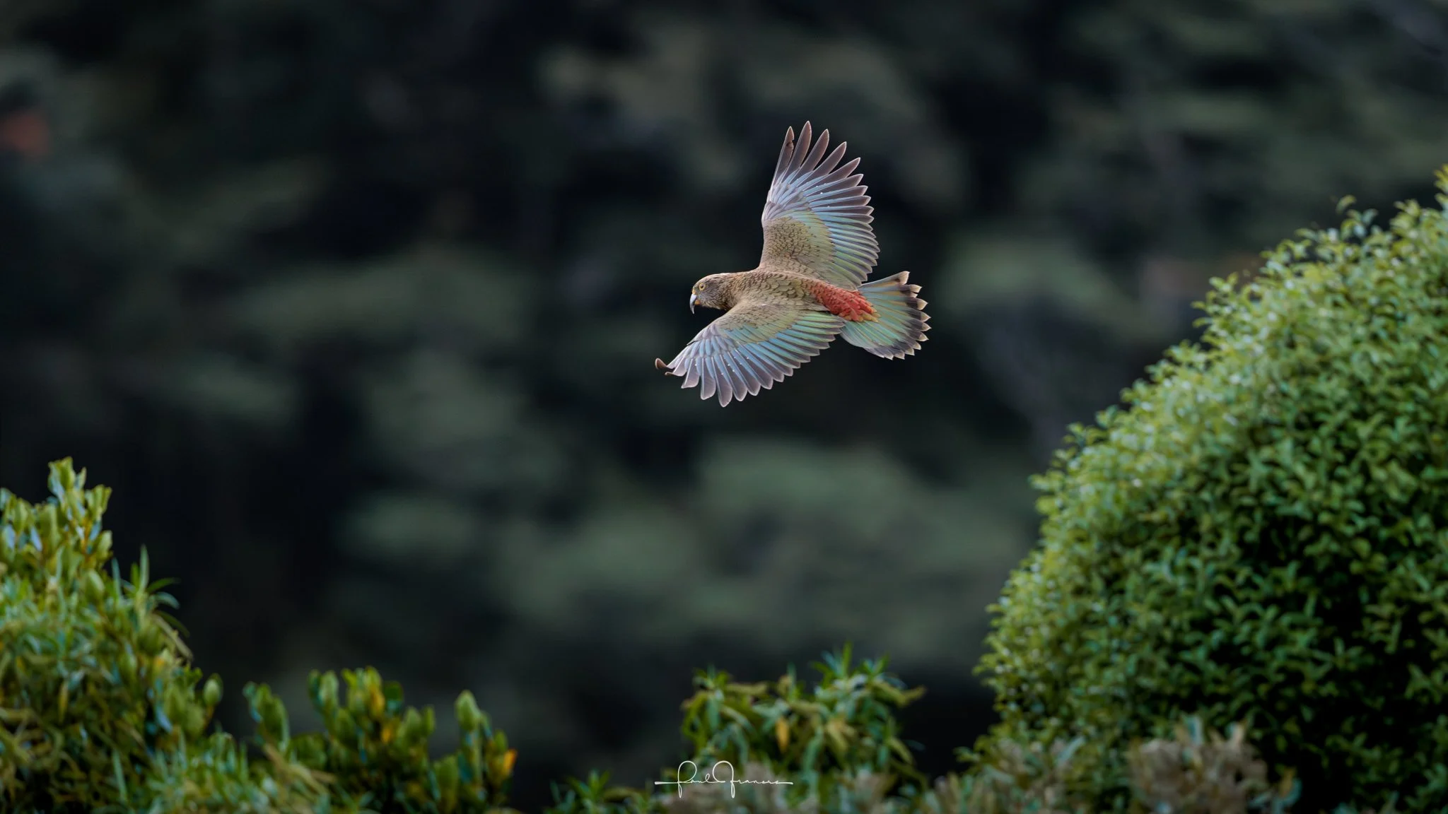 20260314-6769 x 3808-Kea Flight.jpg