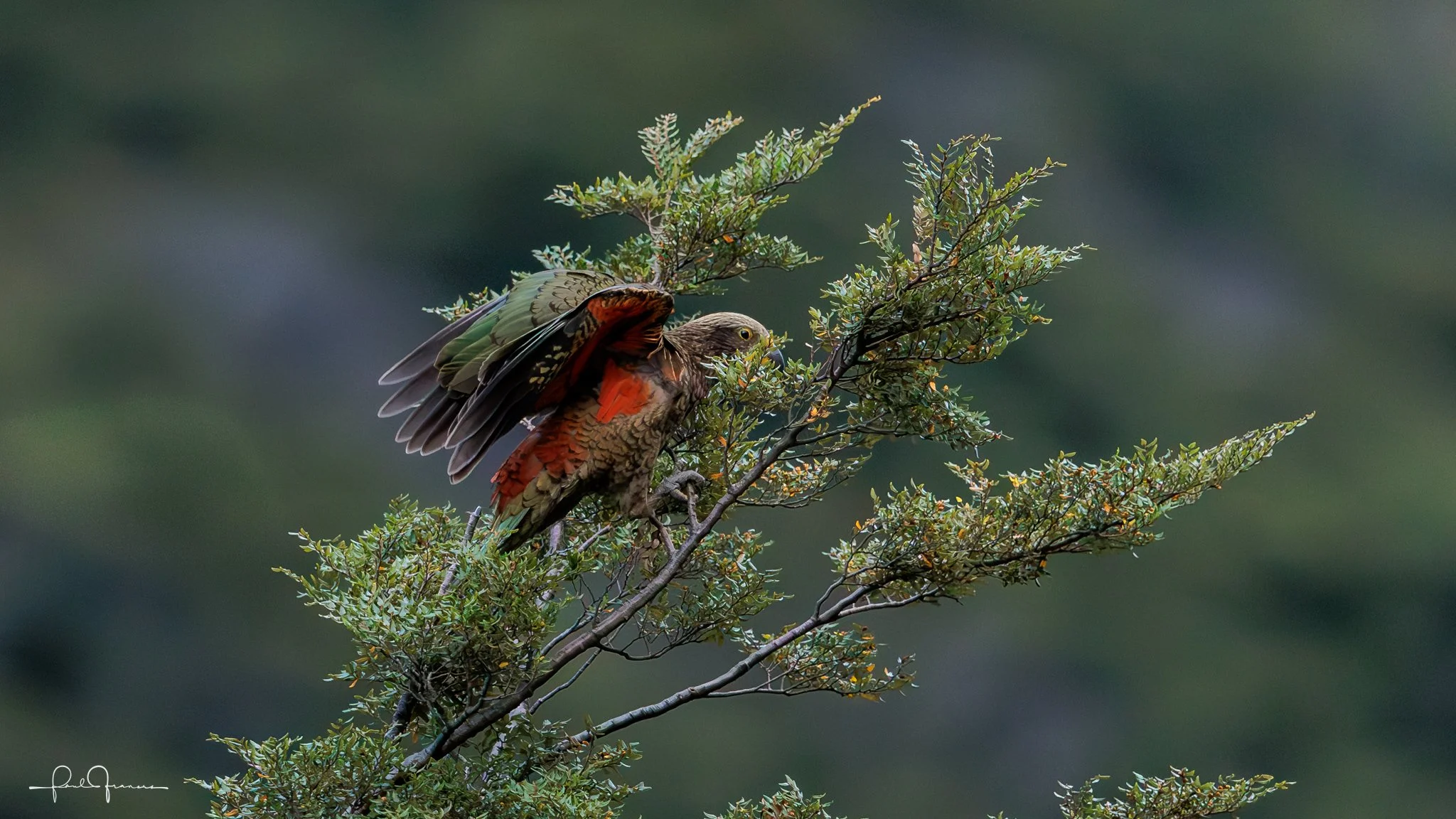 20260308-3439 x 1934-KEA_.jpg