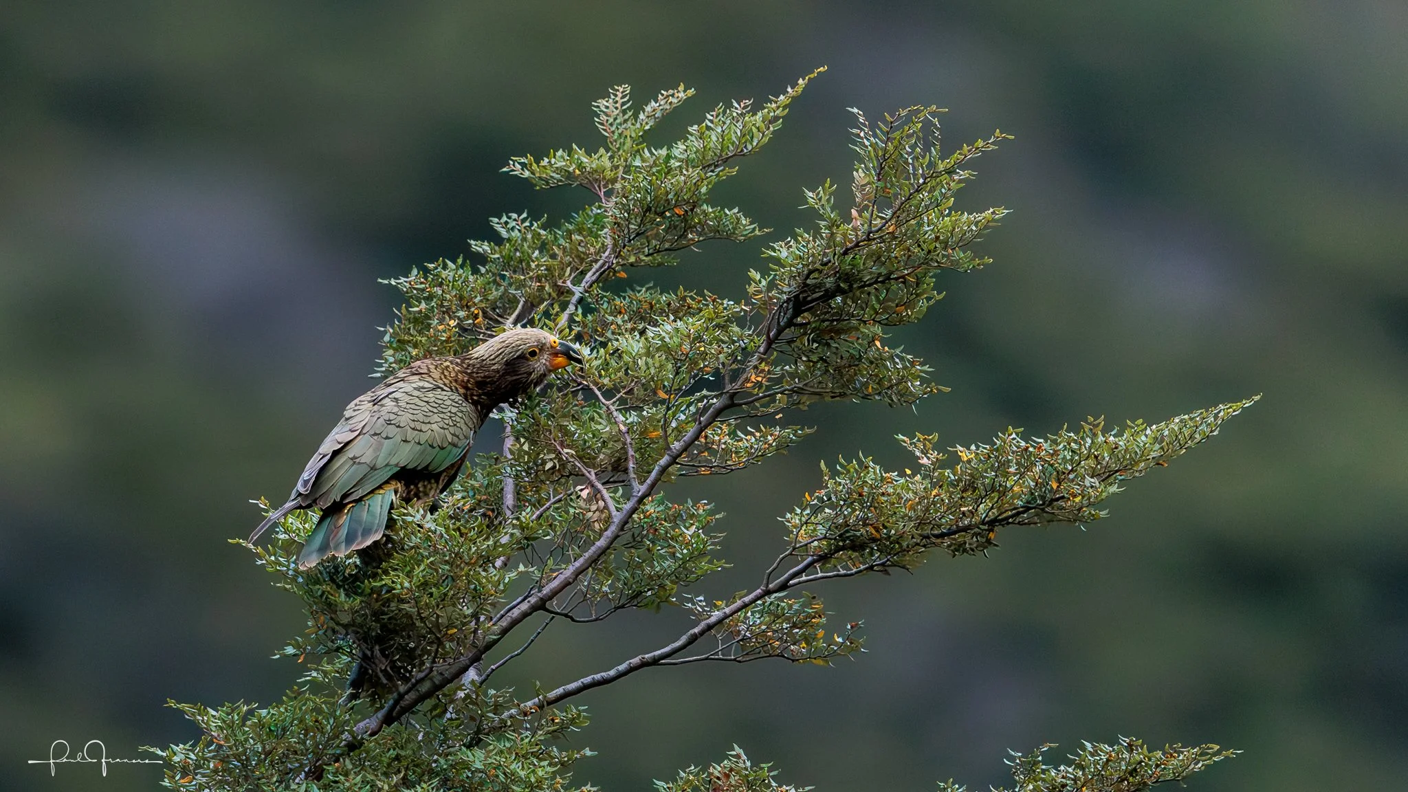 20260308-3371 x 1896-KEA_.jpg