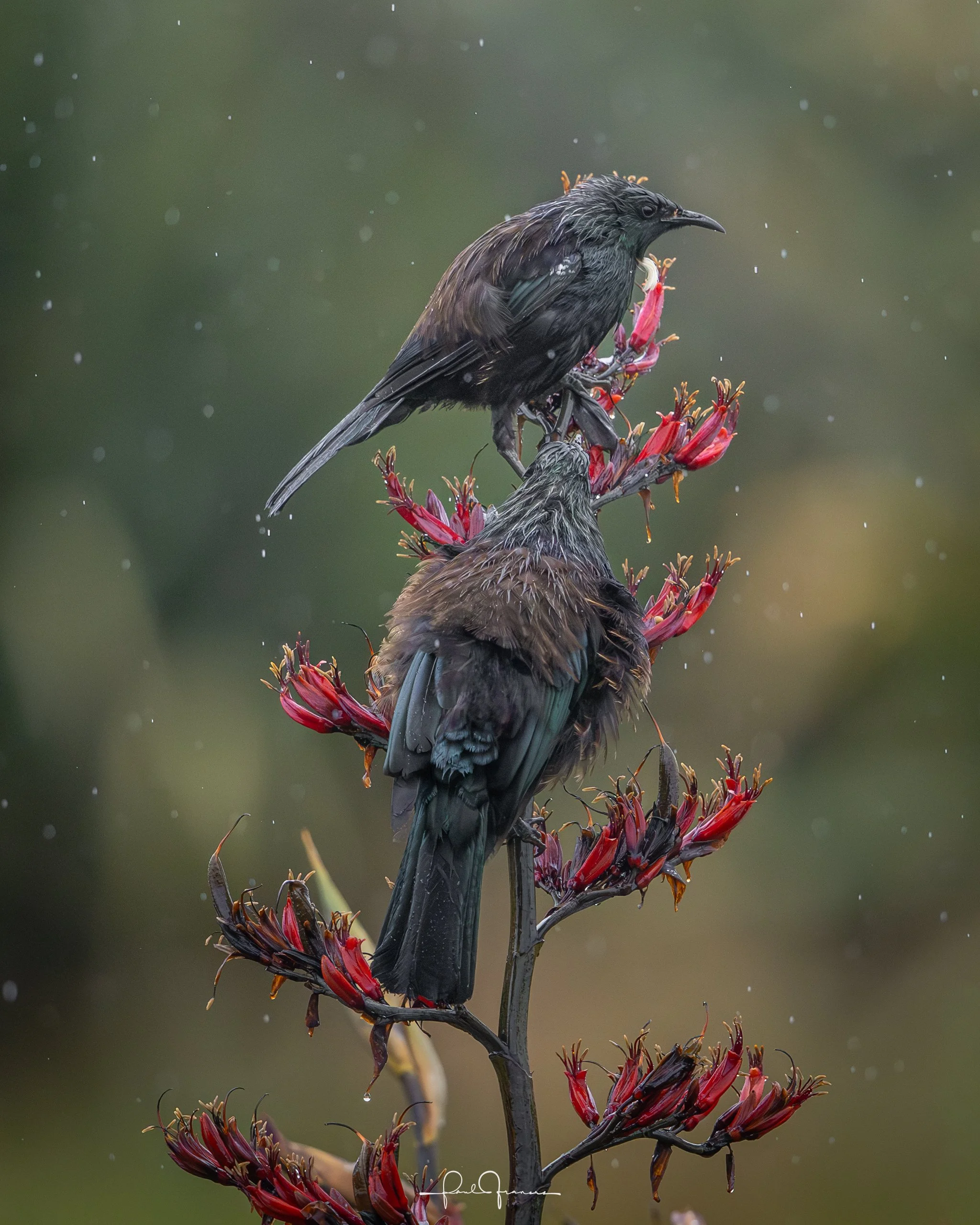 20260110-2592 x 3240-Tui Bully Boy.jpg