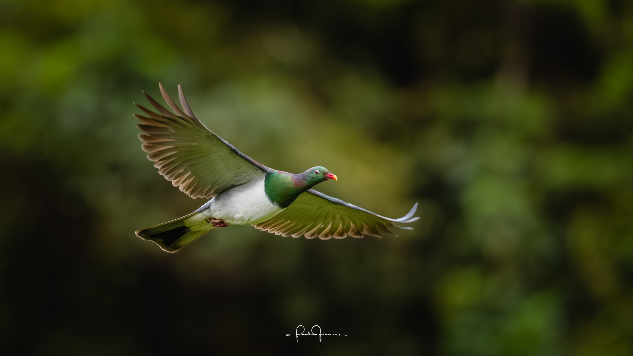 20251109-4269 x 2401-Kereru.jpg