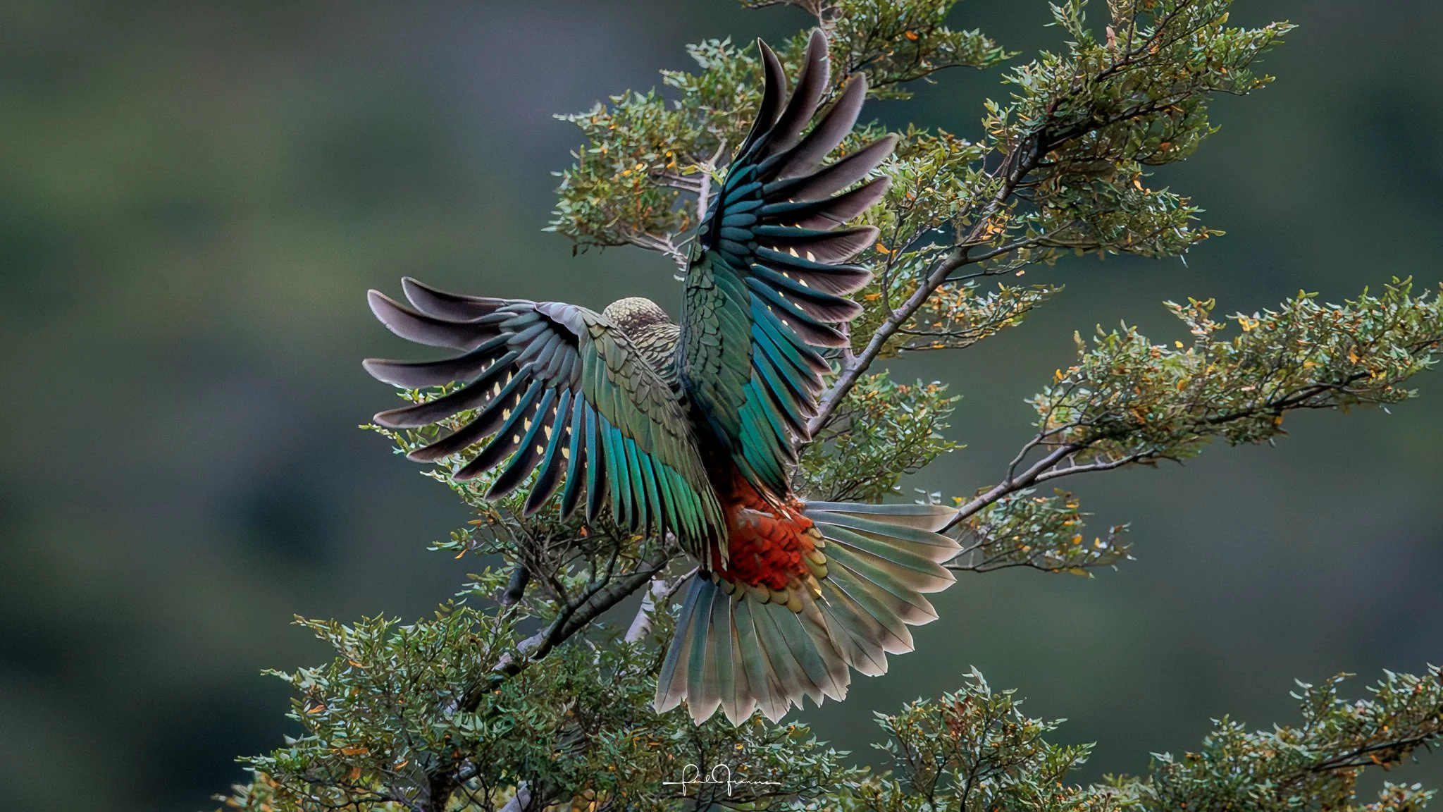 20260308-2901 x 1632-KEA WingSpread.jpg