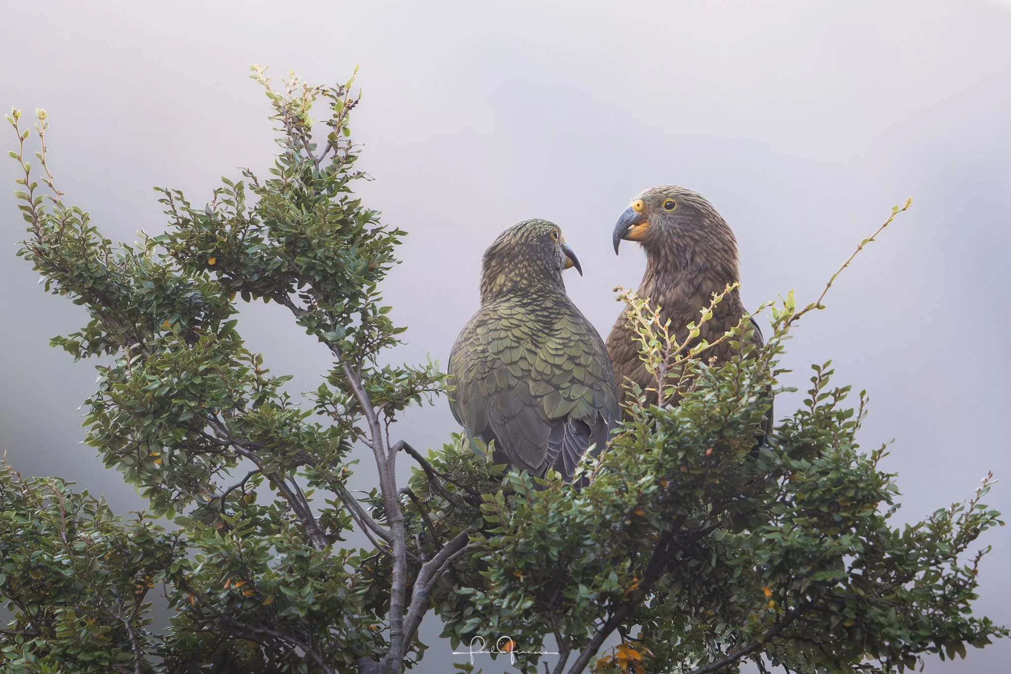 20260314-3157 x 2106-Kea.jpg