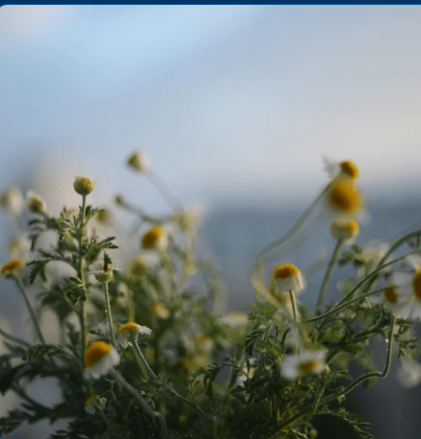 November Meditation with Kimberly 