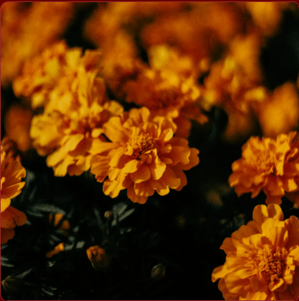 September Meditation