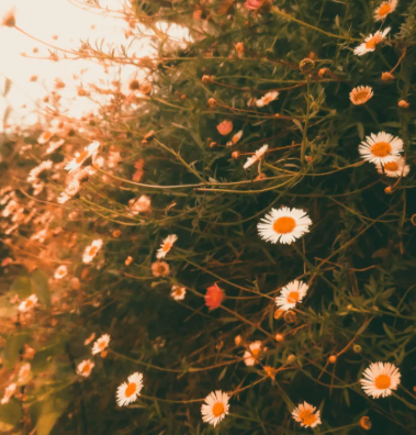 Where the Sunset Meets the Soil: A Farm Flow with Farmer Christian