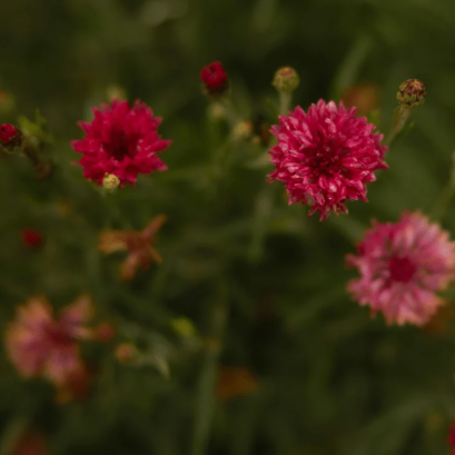 Fields of Calm: A Tapping Experience!