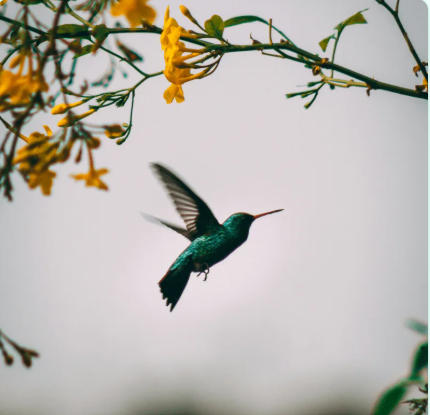 Tai Chi-Chih: Joy Thru Movement! with Dr. Janet 