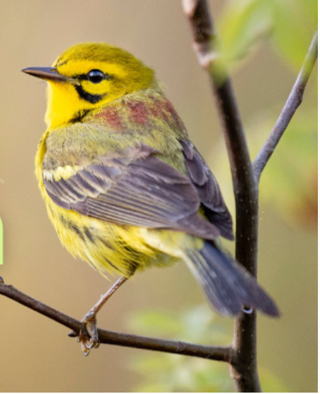Bird-A-Thon with Raritan Headwaters