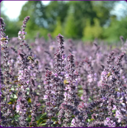 Healing from the Garden