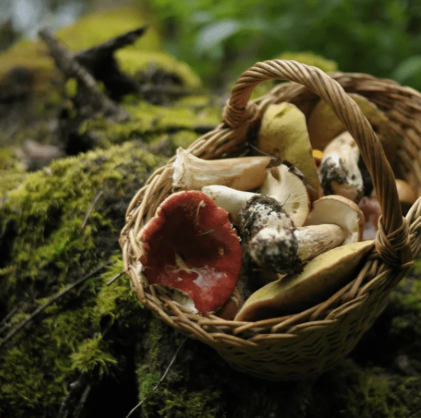 Introduction to Mycology & Agroforestry Systems