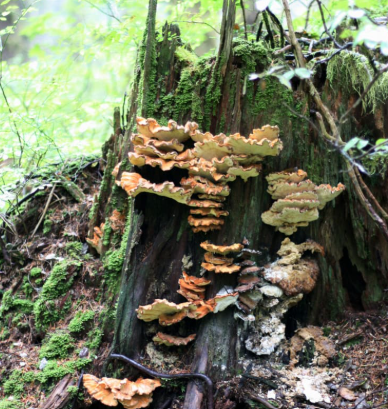 Introduction to Mycology &amp; Agroforestry Systems #2