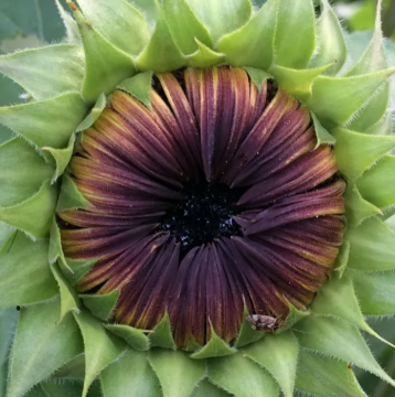 Art By Nature