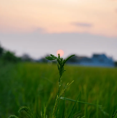 Farm & Flow at Ethos Farm to Health with Lauren Theis
