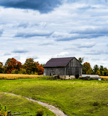 Serenity in the Fields: Gentle Yoga on the Farm