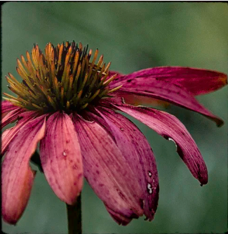 Finding Beauty Through the Lens: Nature Photography with Sandy Ross