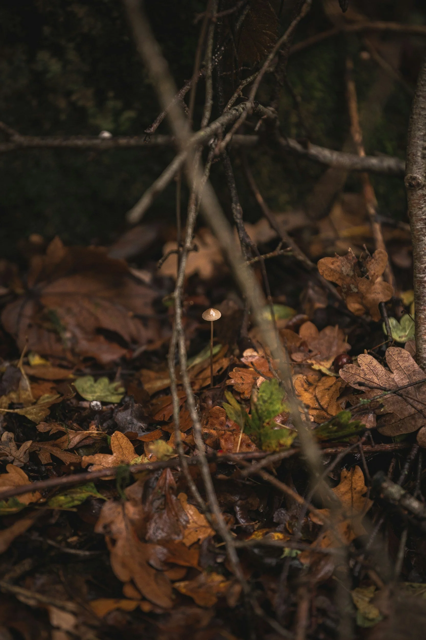 Fall Foraging & Plant Walk with April