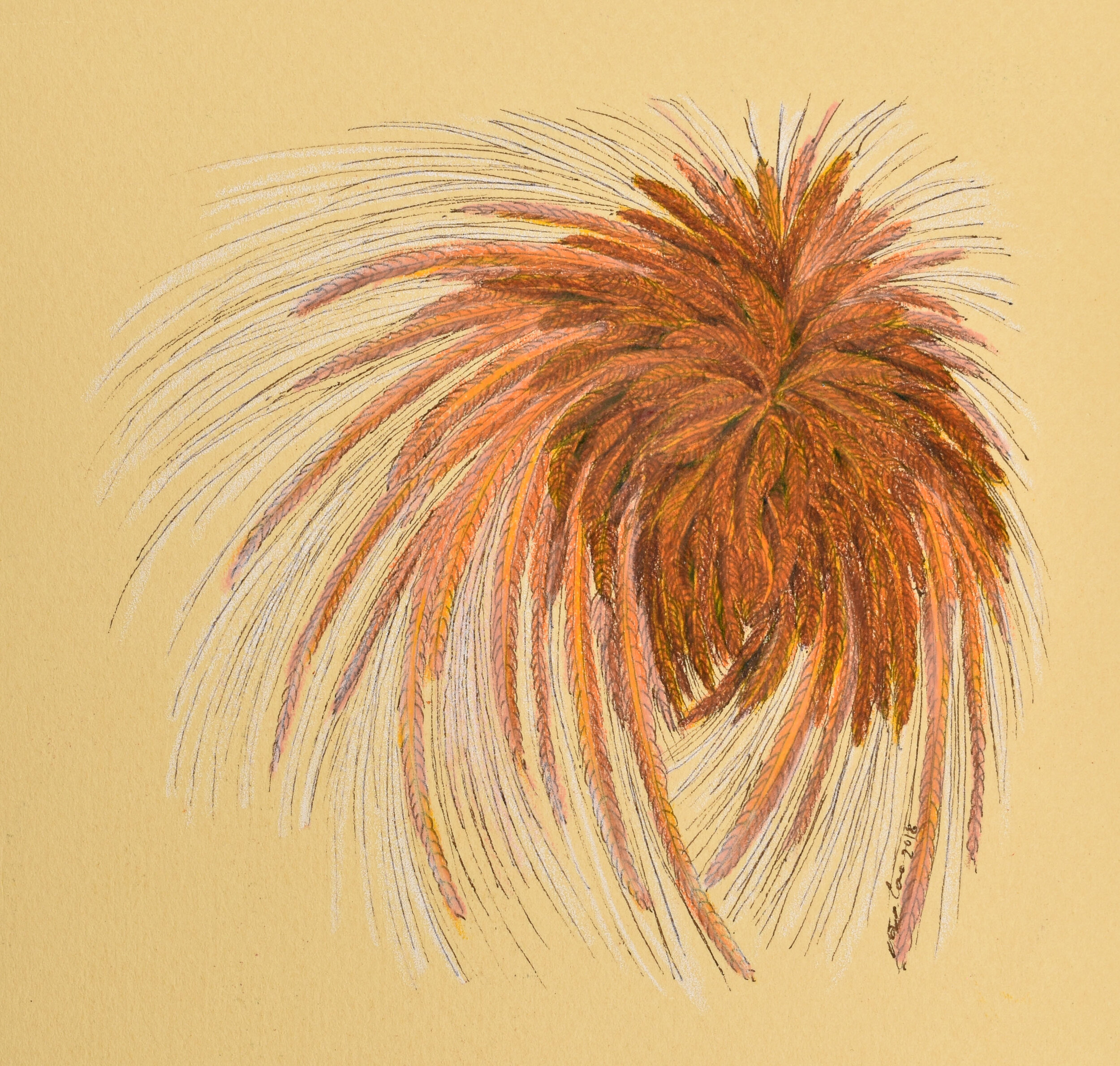 Diaspore (2018). Pen and ink with colored pencil. 4"x6"