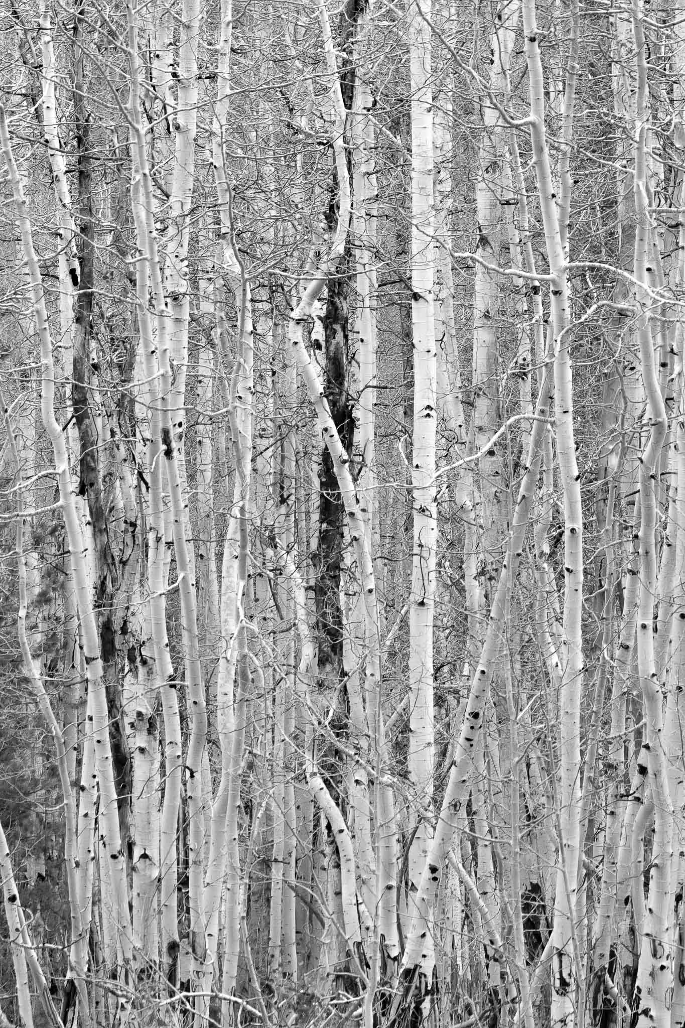 20241024-20181025-Aspen Stand Soapstone (L)-gigapixel-low_res-scale-6_00x.jpg