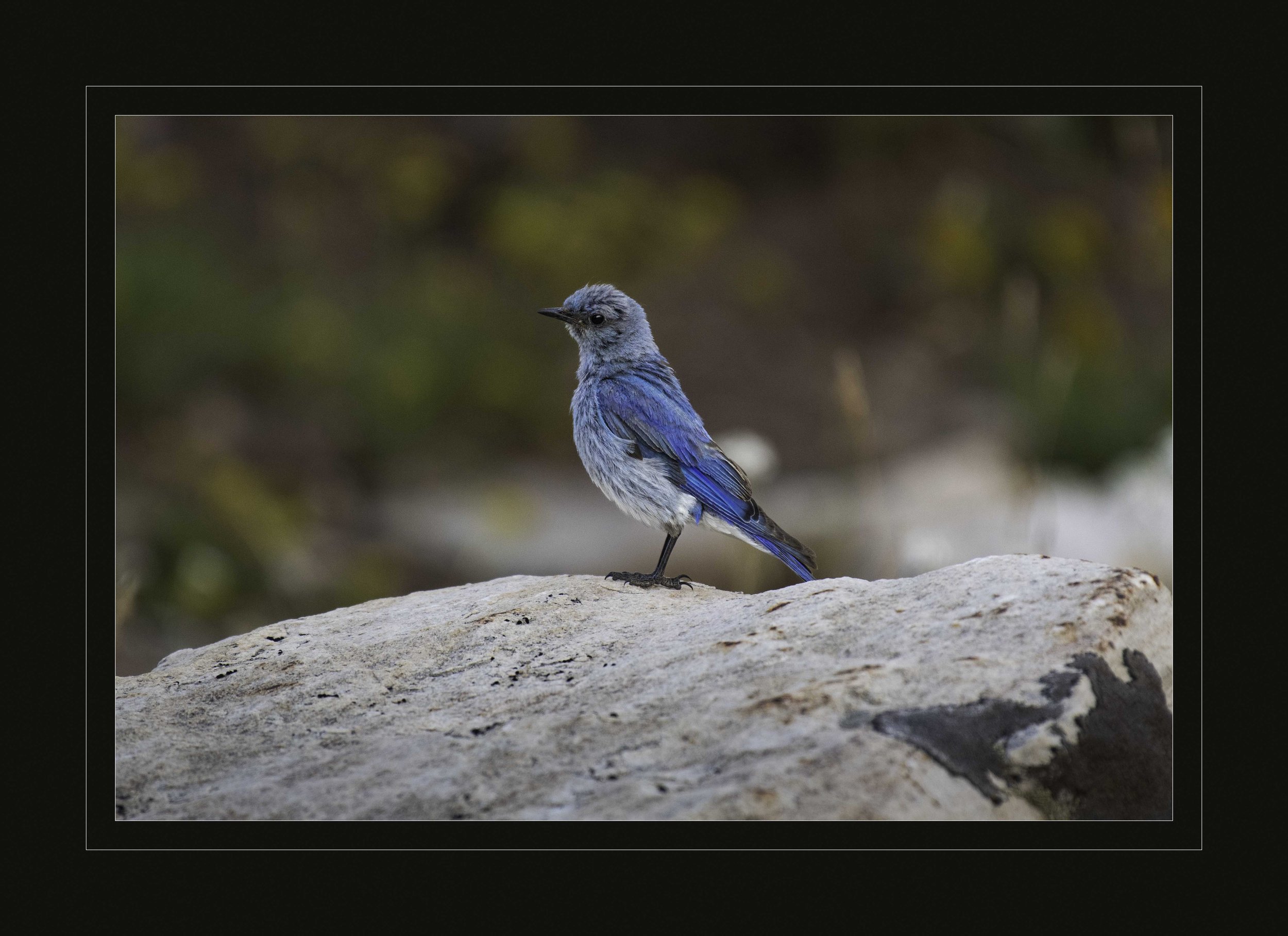 DSC_6821-2-Edit.jpg