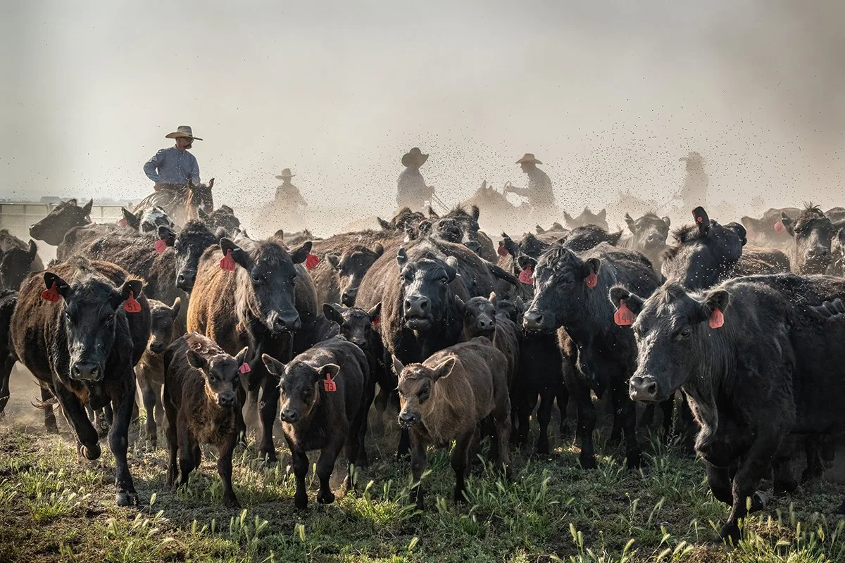 
Hooves and Horseflies / 
Hooves and Horseflies / 
(NZ92910) / 
West Point, Utah  
Cowboys gather the herd during the spring roundup for branding, vaccinations, and inspection—a tradition still alive in the American West.
Honorable Mention — Utah Sta