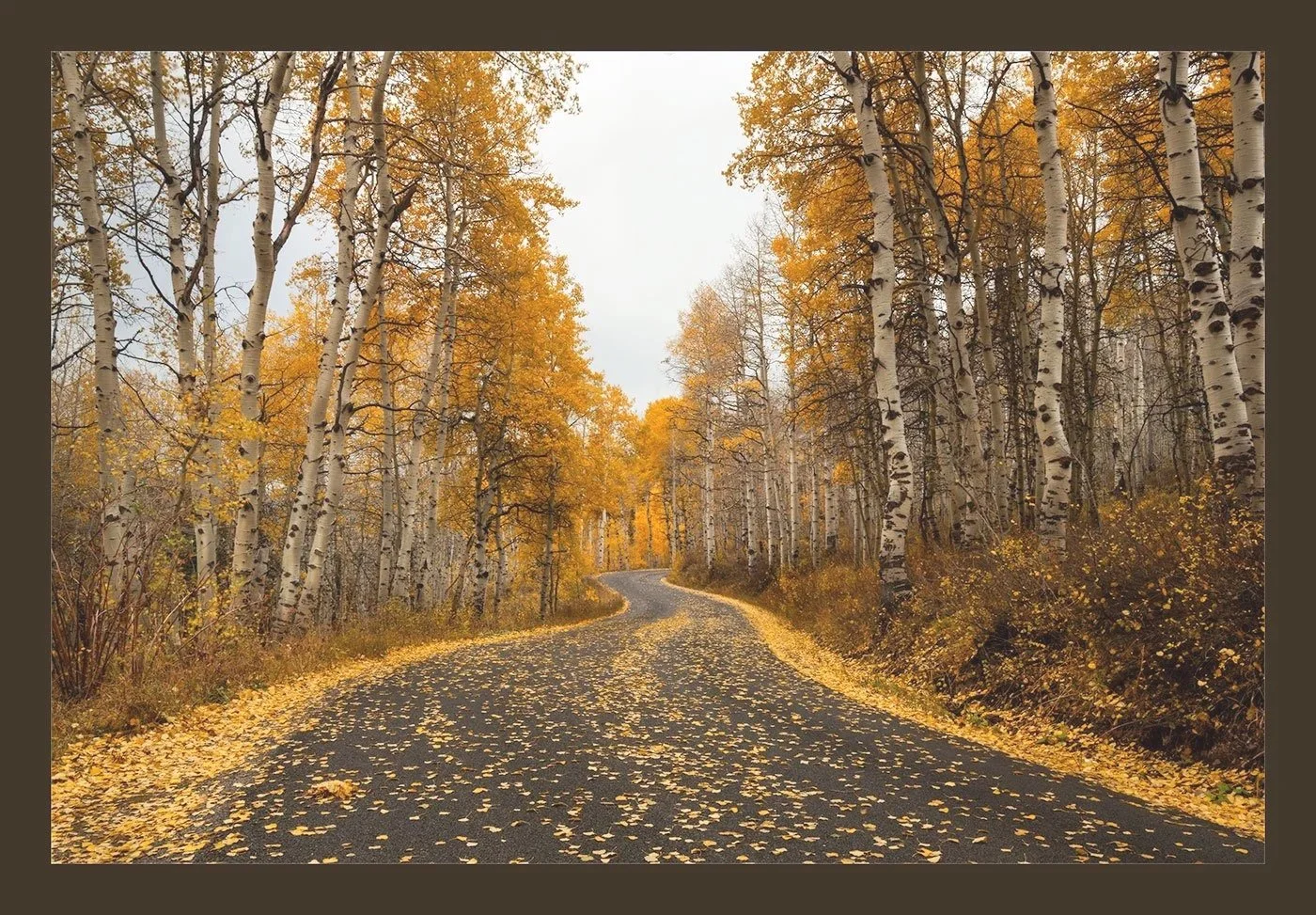 The Road to Gold / 
Guardsman Pass, Utah / 
DSC1659 /
The road less traveled asks us to leave the familiar behind. Sometimes taking that risk leads us to places—and fortunes—we never imagined.
Limited Edition — Signed and Numbereded