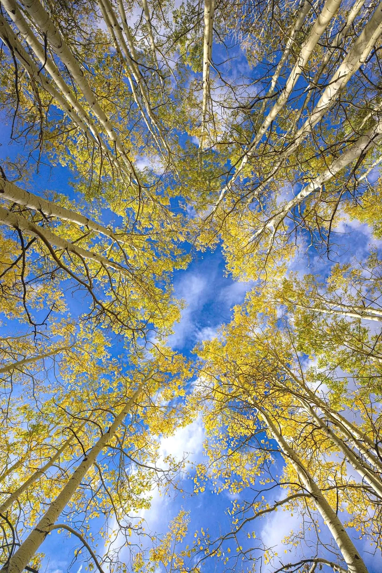 
Aspen Ascension
(DSC0936)
Warner Lake — Moab, Utah
Looking skyward through a cathedral of golden aspens, their trunks and branches seem to rise together toward the heavens.
Limited Edition • Signed & Numbered.