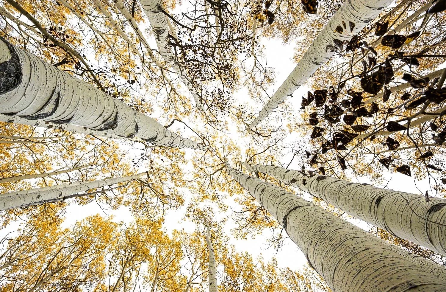 Together We Rise -Landscape Orientation /

Utah Aspen Forest — Autumn / 
Image No. DSC1728 / 

Among the oldest living organisms on Earth, aspens share an ancient root system. Though each tree reaches independently toward the sky, they remain connect