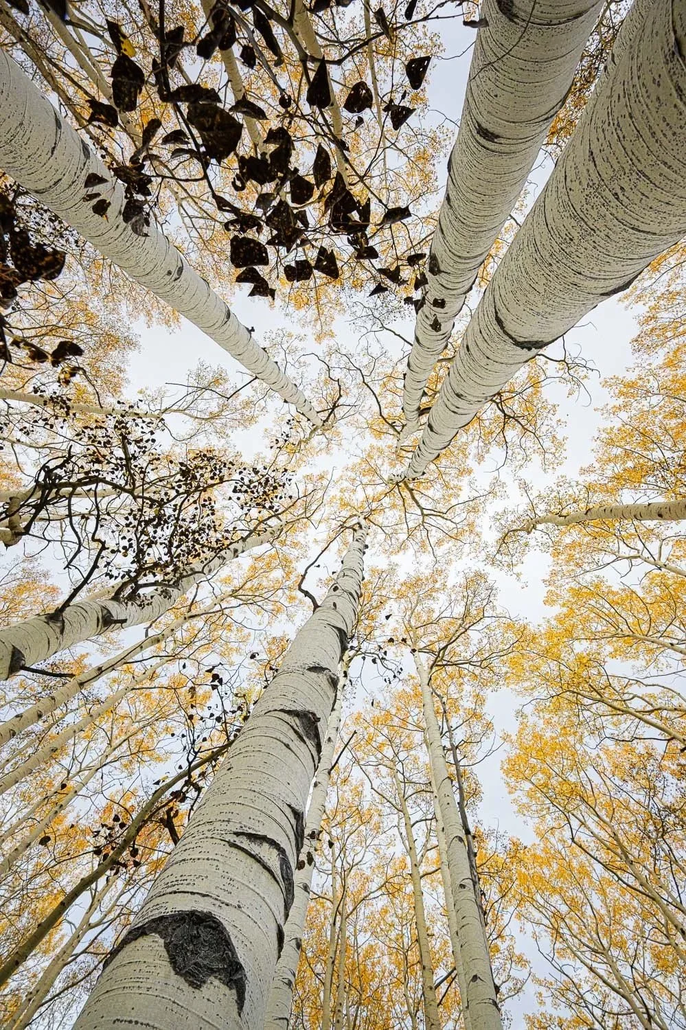 Together We Rise - Portrait Orientation / 

Utah Aspen Forest — Autumn / 
Image No. DSC1728 / 

Among the oldest living organisms on Earth, aspens share an ancient root system. Though each tree reaches independently toward the sky, they remain connec