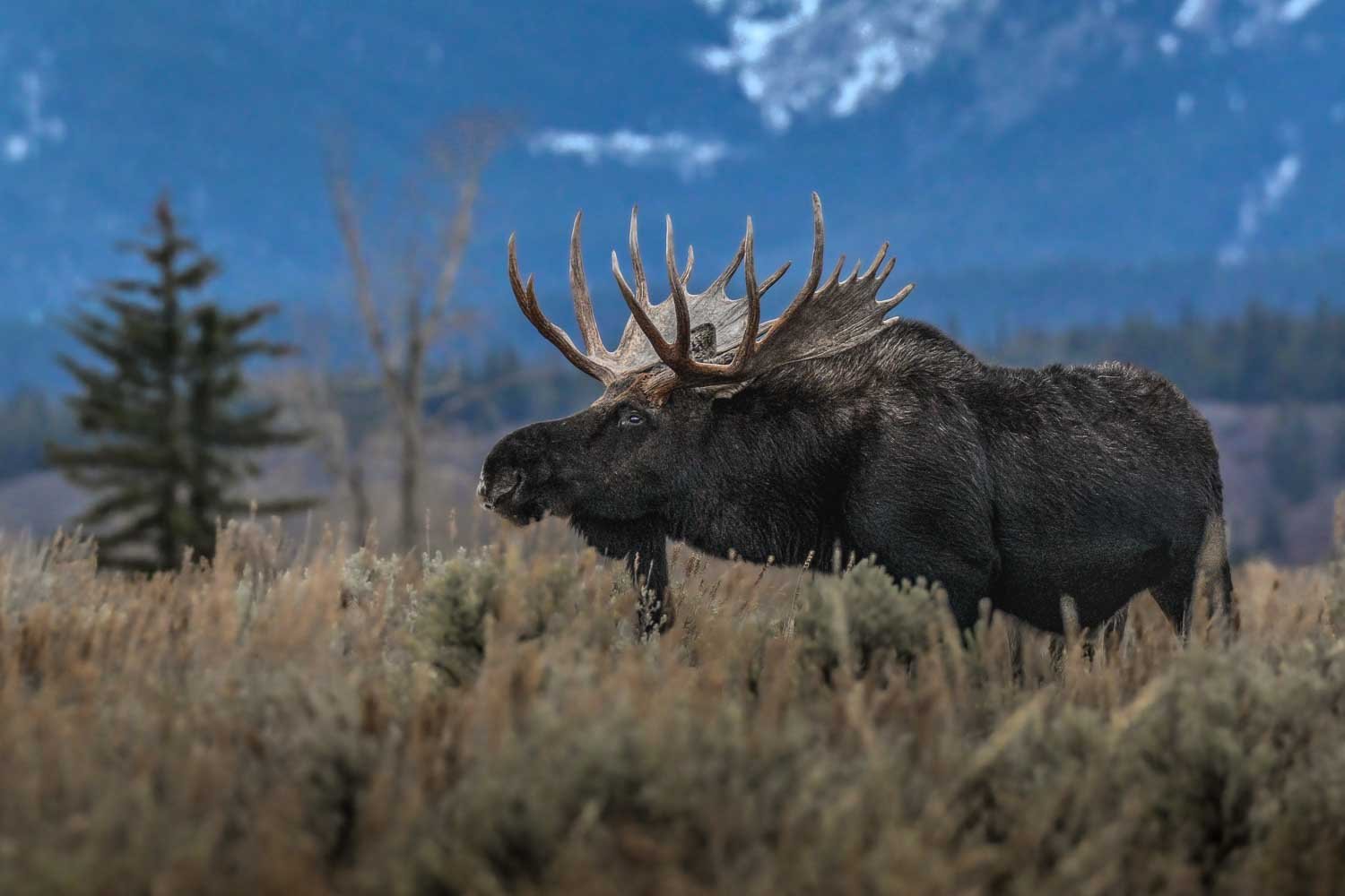 Bondurant Bull Meadow / 
Jackson Hole — Wyoming / 

The legendary Bondurant Bull stands beneath the towering Tetons—a magnificent symbol of the wild framed by one of the American West’s most iconic landscapes.

Limited Edition • Signed & Numbered.