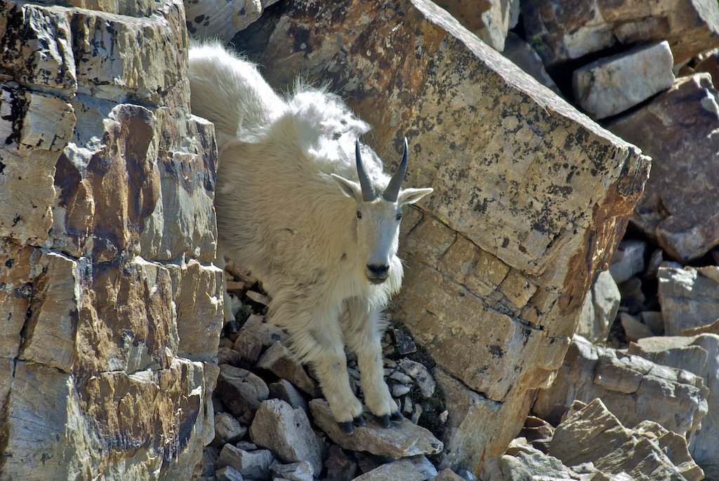 Masters Goat Bald Mountain (87).jpg