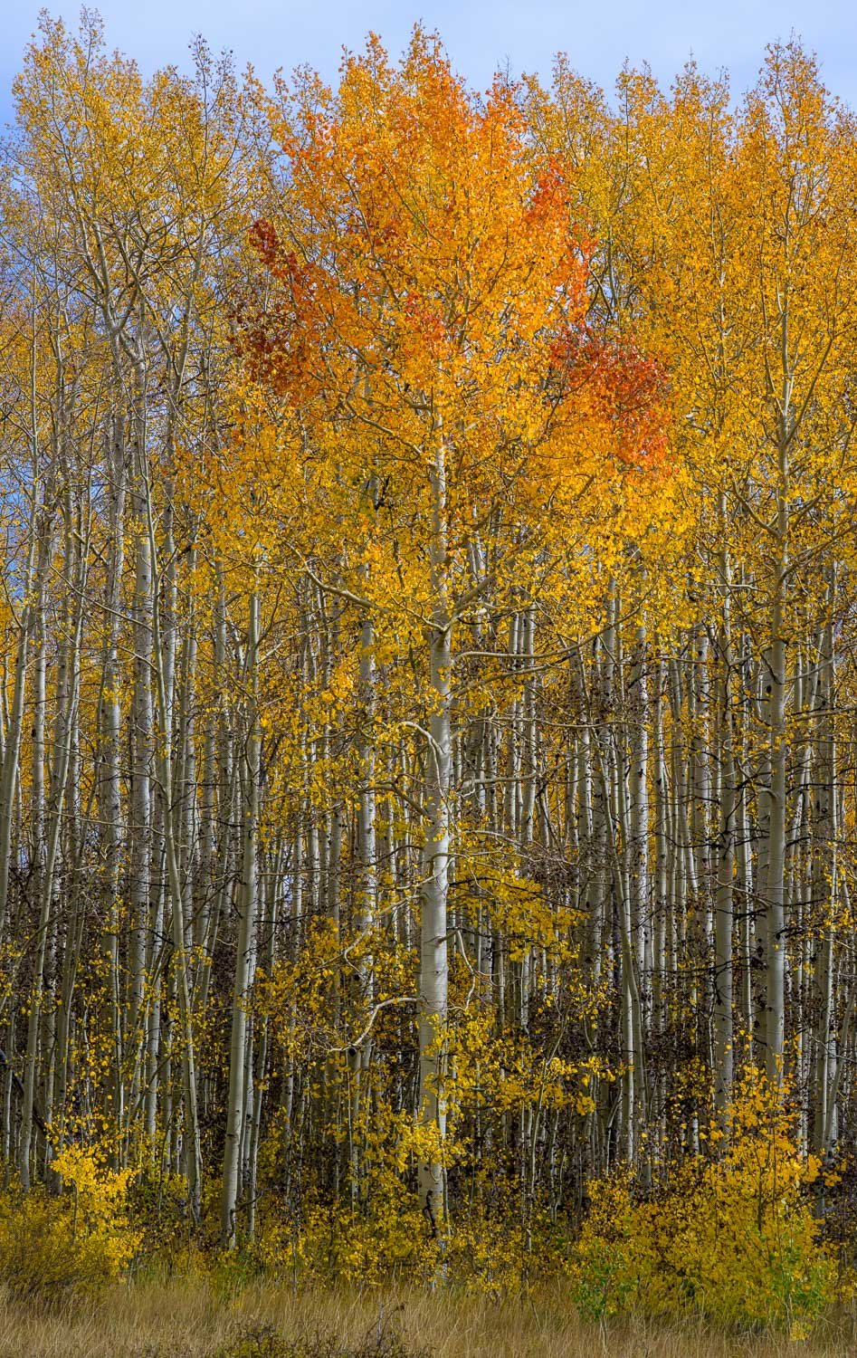 
Standing Out in a Crowd / 
Utah SR113, Utah / 
DSC1659 / 
Sometimes in life, courage calls, and we must step forward and take a stand.